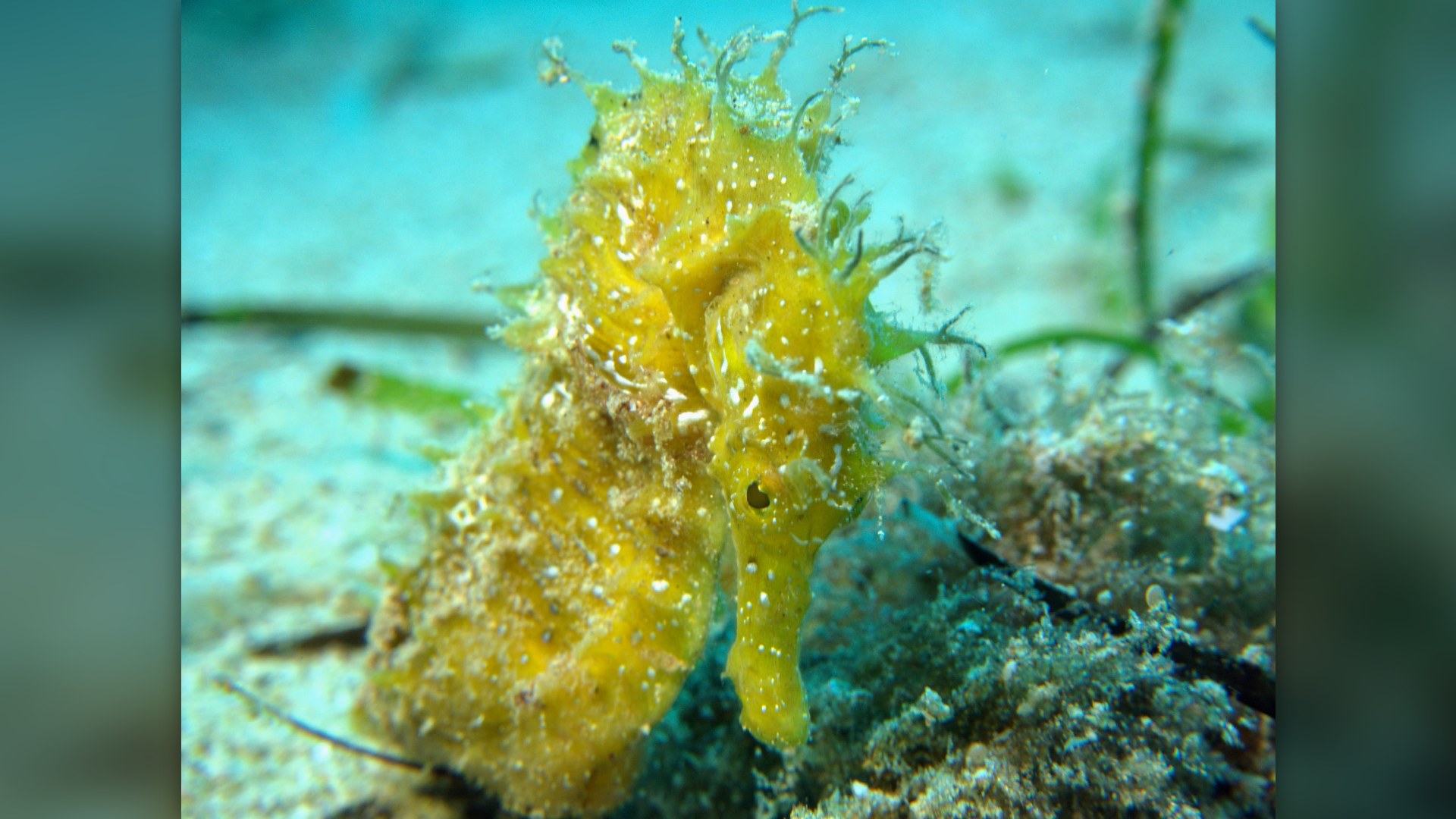 13. Seahorses Can Die Of Broken Hearts
