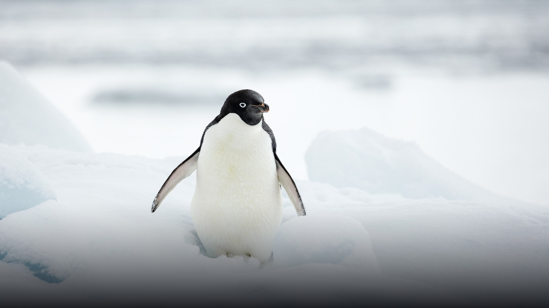Adélie penguin standing on rocky nesting ground at Hope Bay, Trinity Peninsula, Antarctica.
