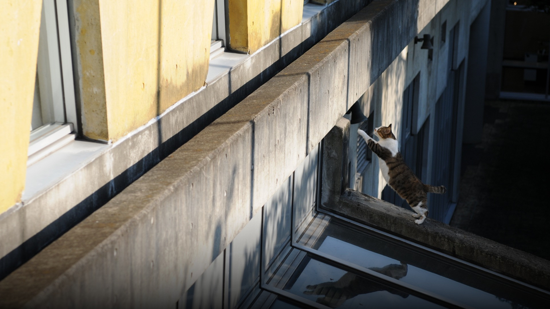 A brown tabby cat captured in mid-air during a dynamic vertical leap toward an open window ledge.