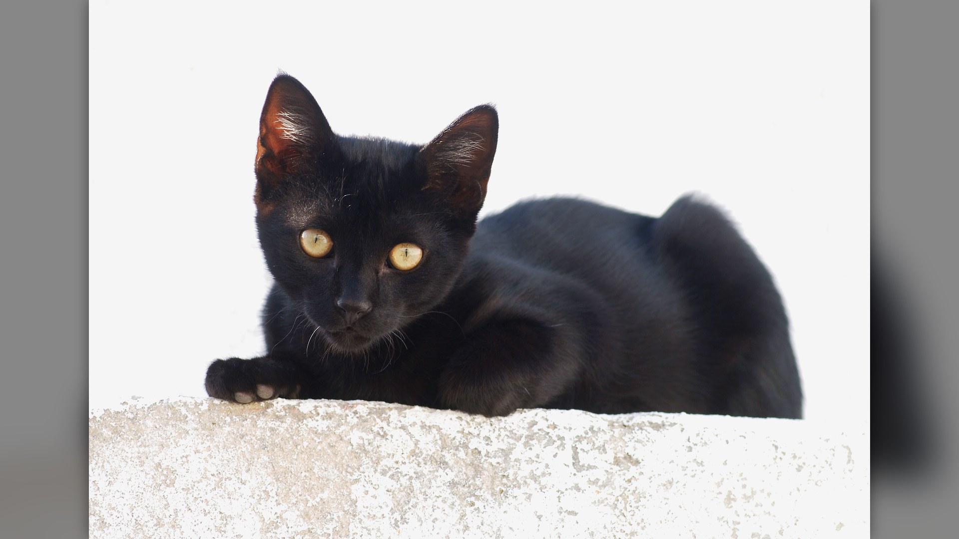 Young black kitten sitting in bright sunlight against a white wall