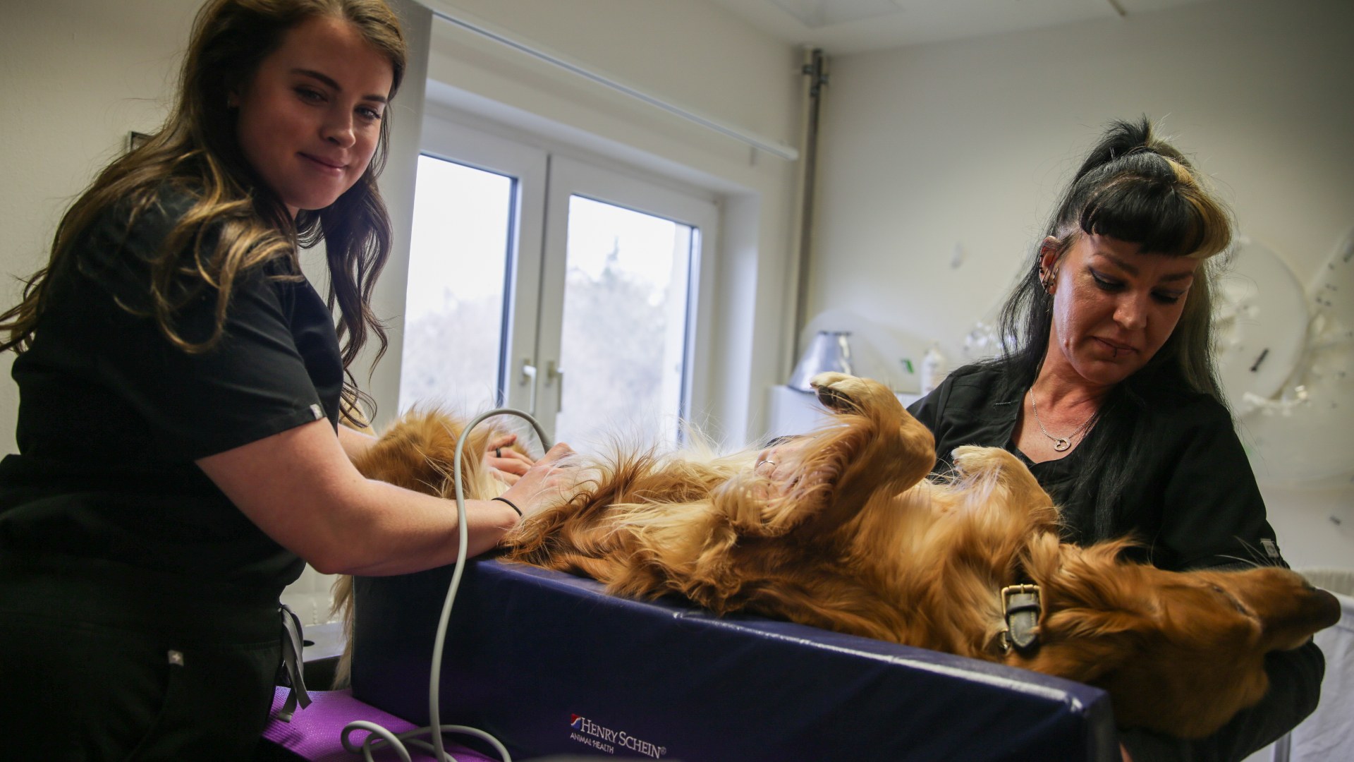 Army veterinarian conducting ultrasound scan on dog with diagnostic probe
