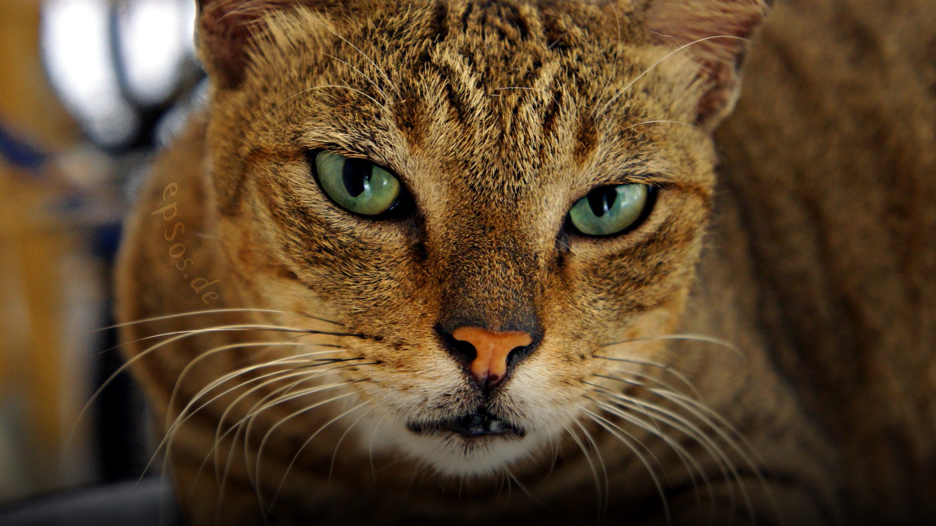 A curious cat with striking emerald green eyes gazing thoughtfully with intelligent, attentive expression.