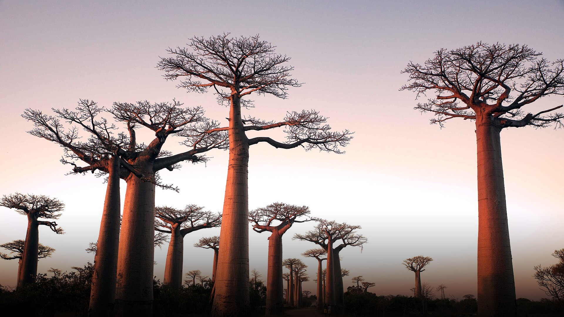Ancient towering baobab trees lining a dirt road at sunset along the iconic Avenue of the Baobabs in Madagascar.