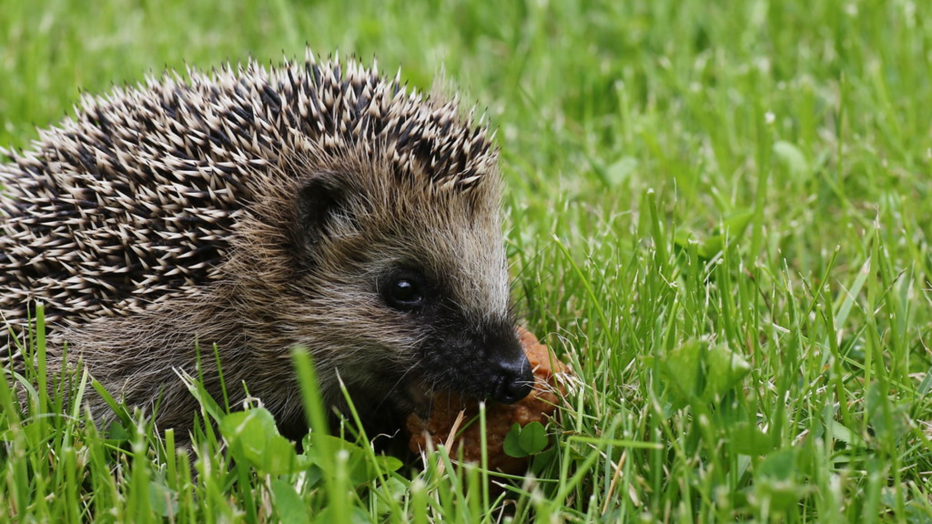 3. Baby Hedgehog