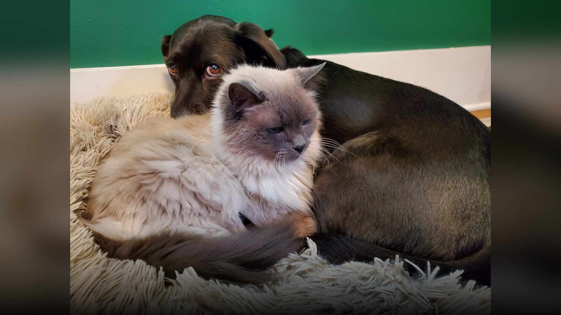 A deeply bonded cat and dog tightly cuddling together in a comfortable pet bed.