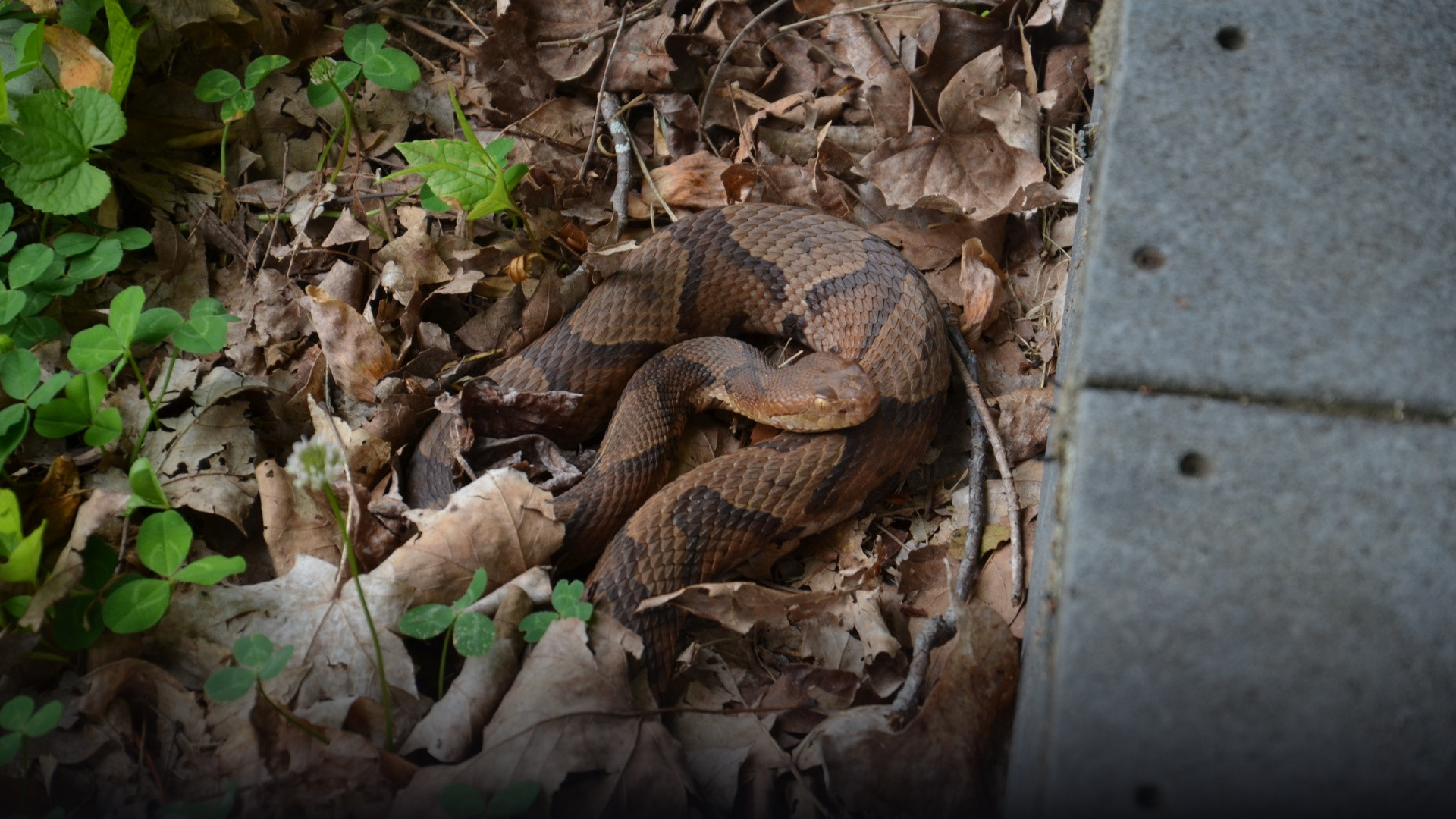 A northern copperhead coiled camouflaged among dry fallen leaves and forest stones.