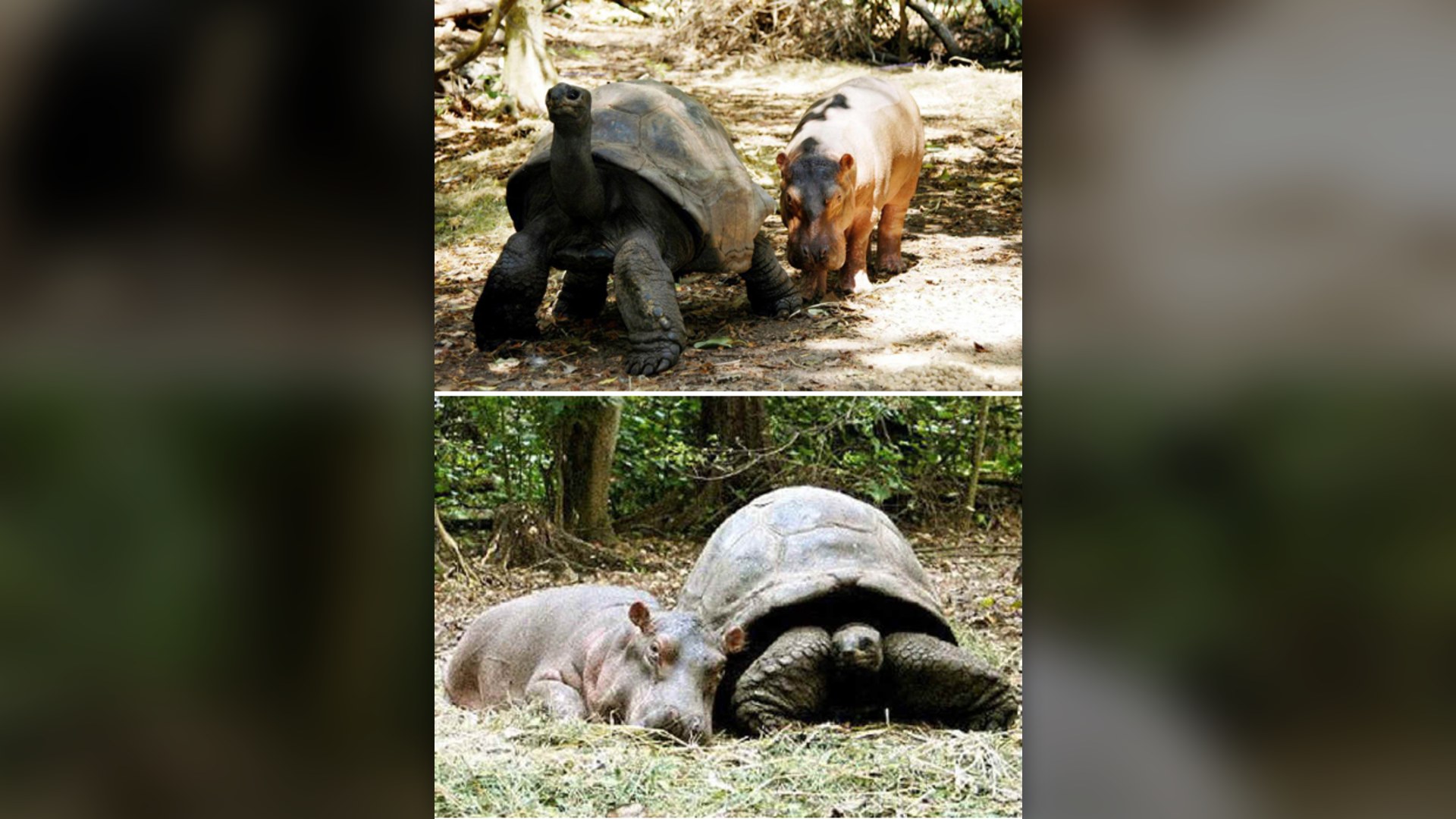 1. Owen The Hippo And Mzee The Tortoise