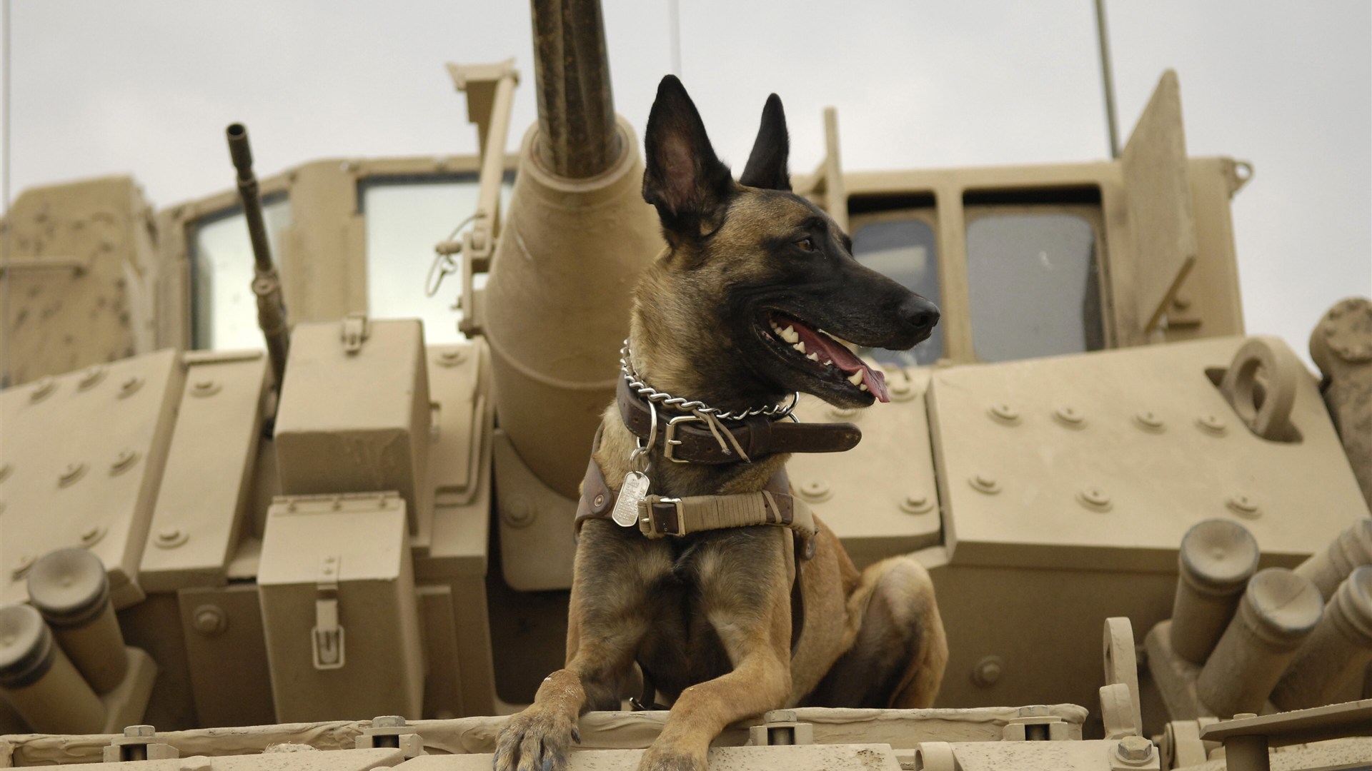 7. They Were WWI Mercy Dogs