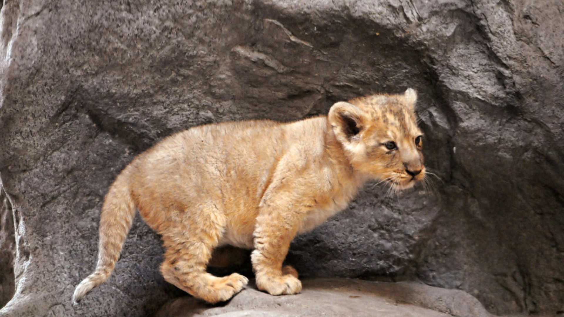 10. Baby Lion Cub