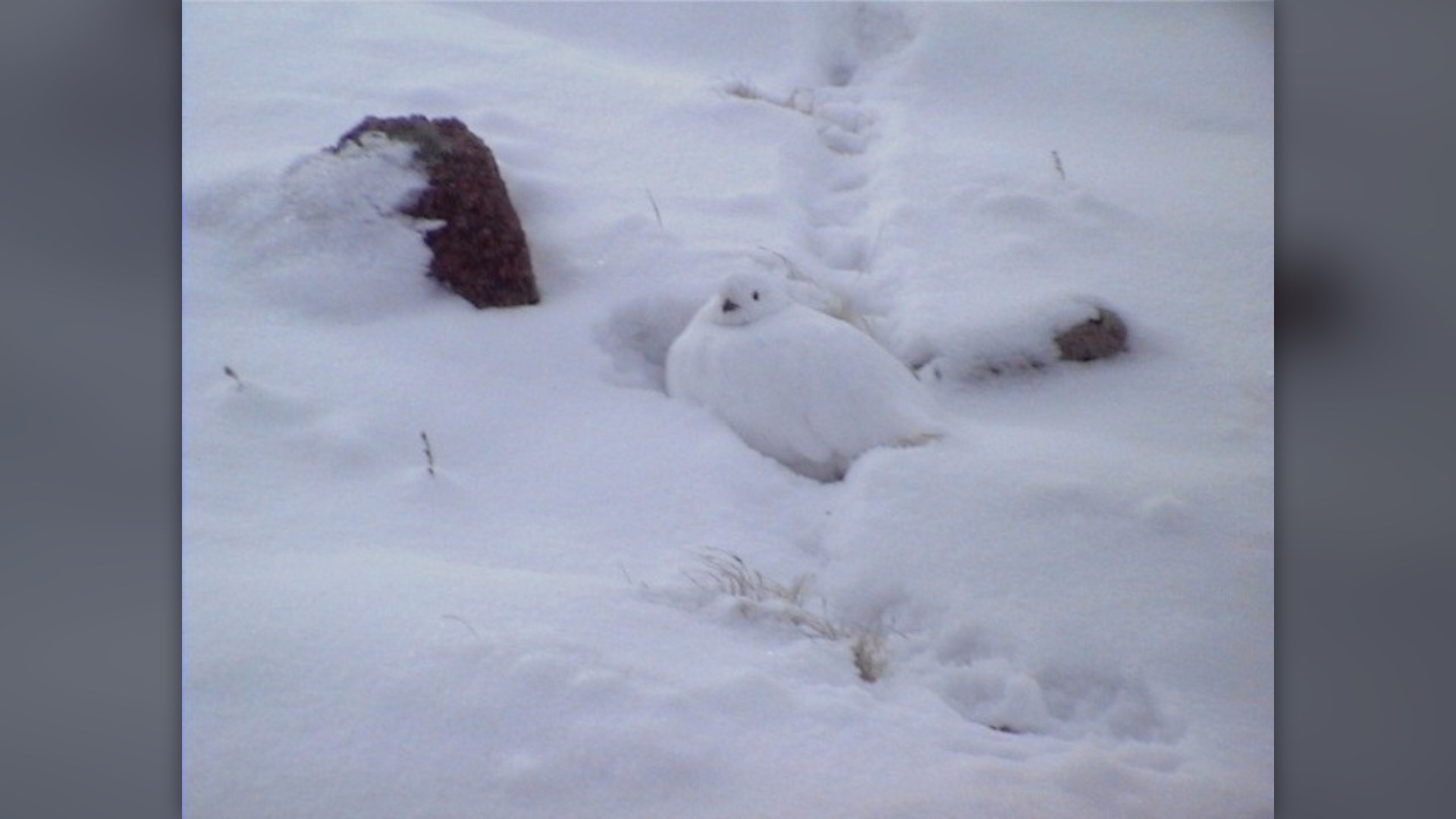 8. White Tailed Ptarmigan