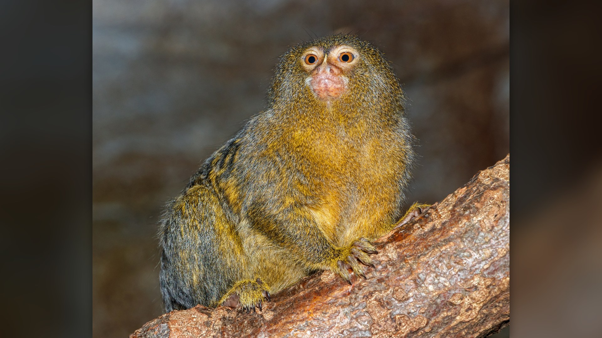 Pygmy marmoset monkey climbing tree branch