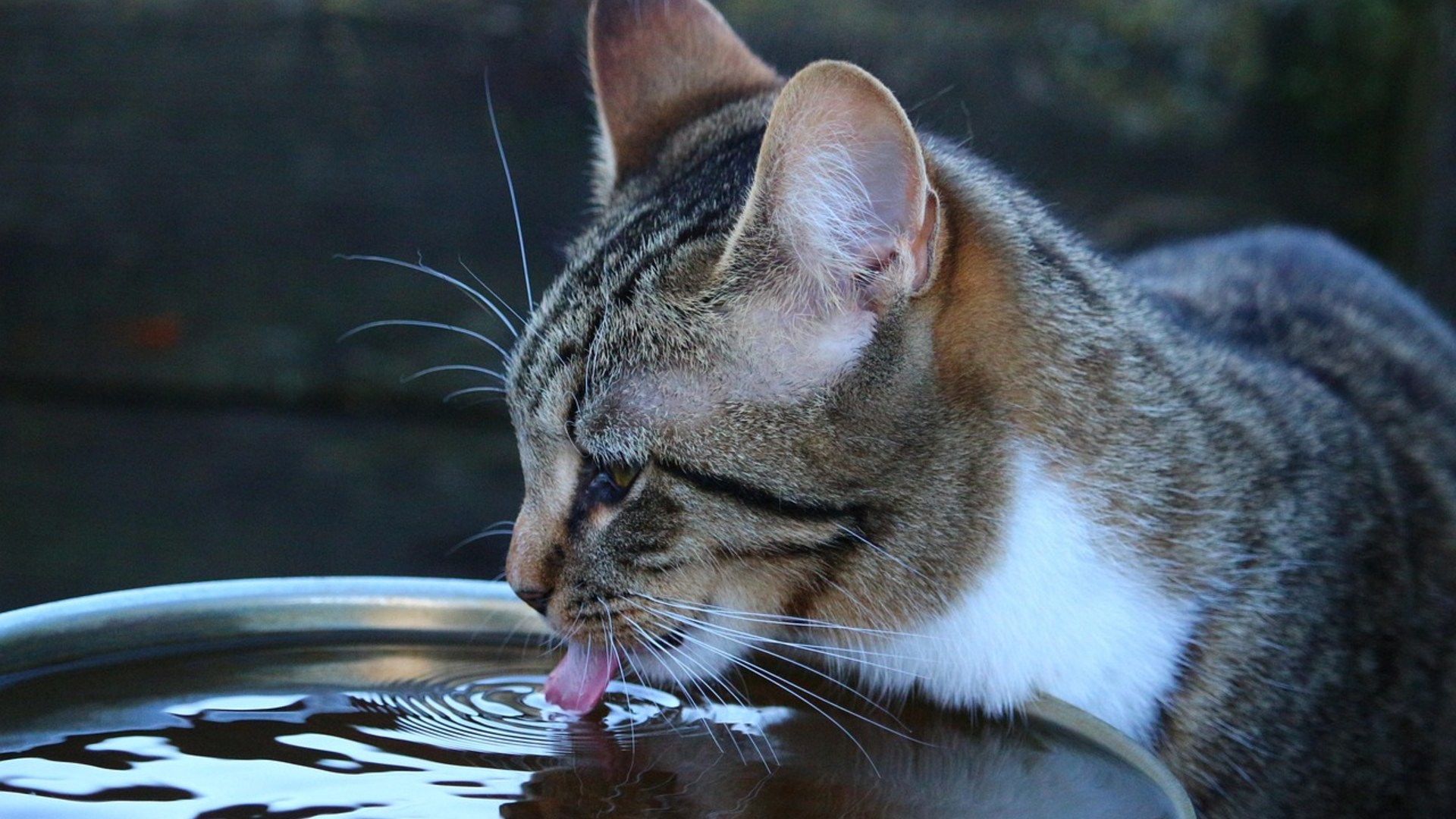 8. Stimulate Appetite & Ensure Hydration