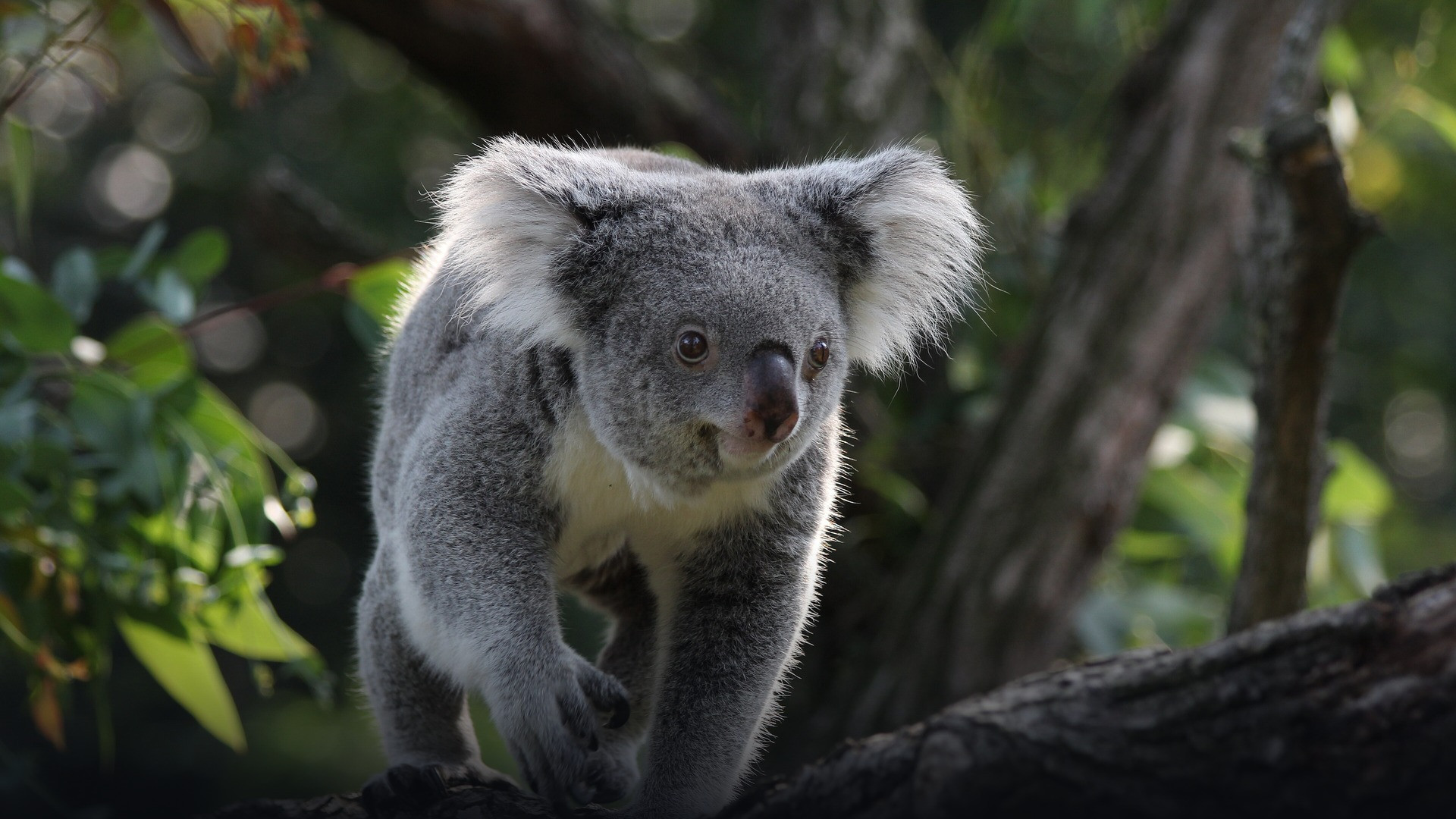 Koala pressing its chest and limbs flat against a cool tree trunk.