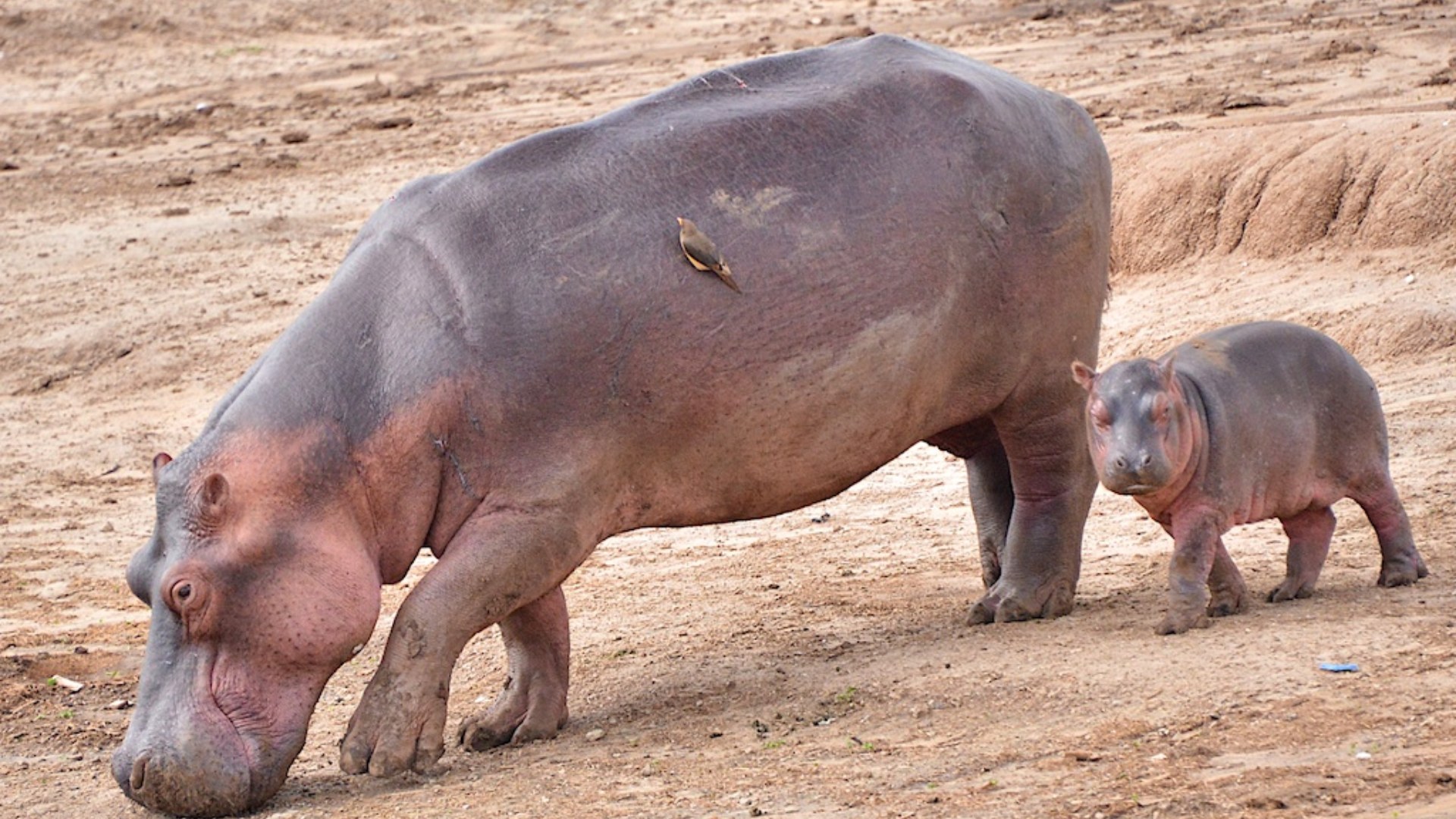 Mother and young hippopotamus in a river in Uganda, Africa