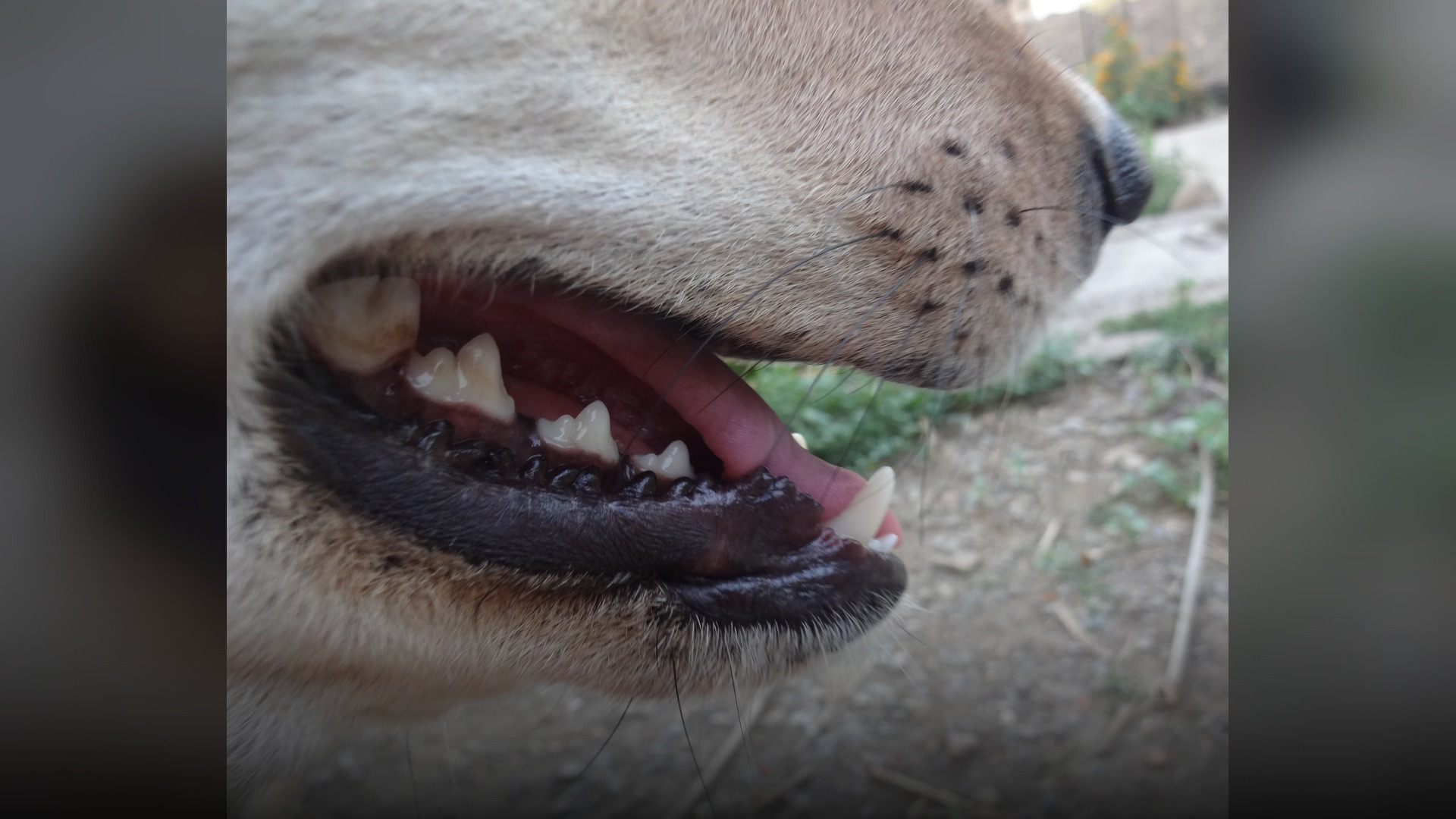 Macro detailed close-up of a dog's muzzle and whiskers extending from sensitive follicles.