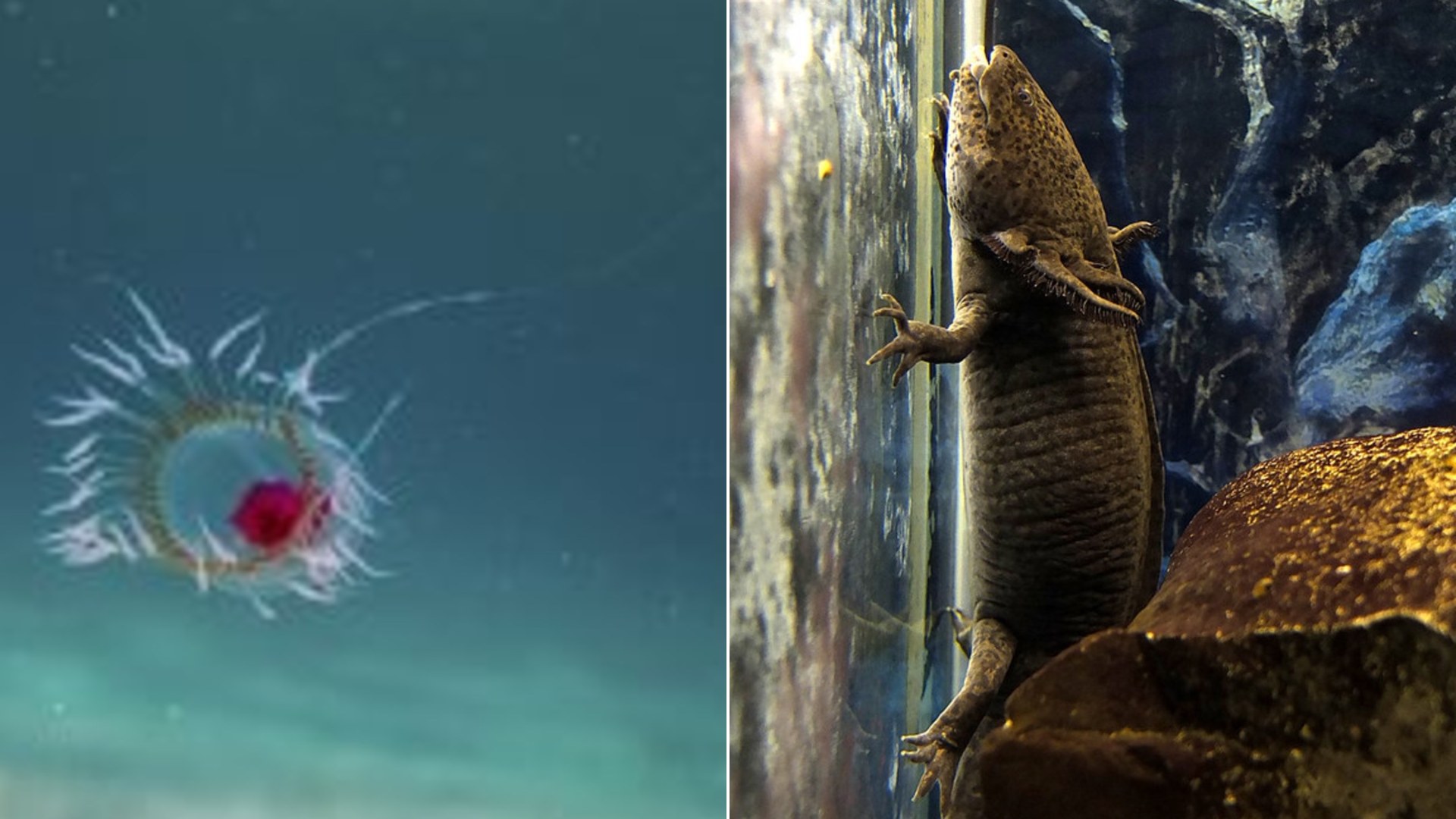 10 Animals With Bizarre Superpowers That Defy the Laws of Biology