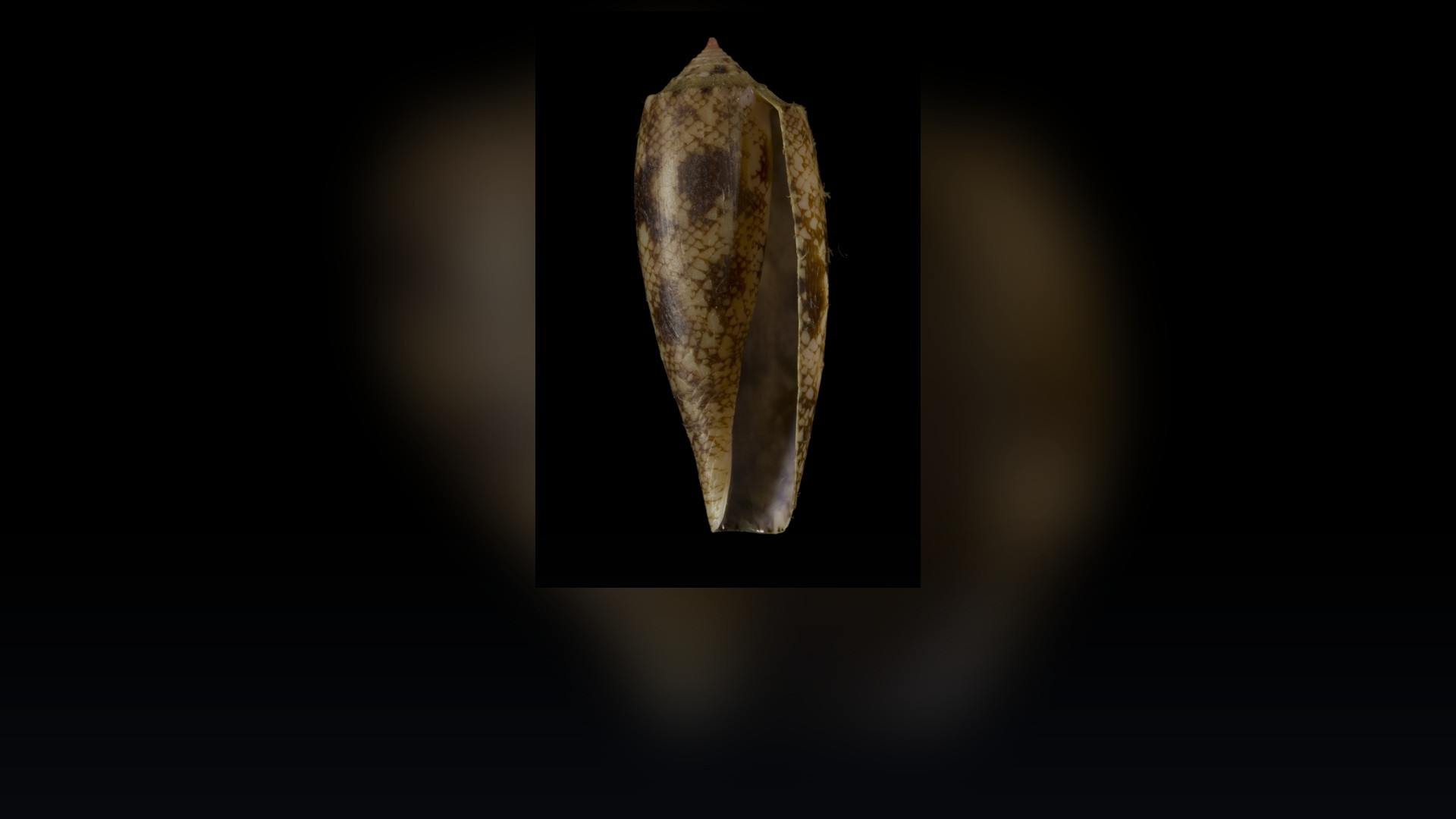 A detailed shell of a geography cone snail showing mottled predatory patterns.