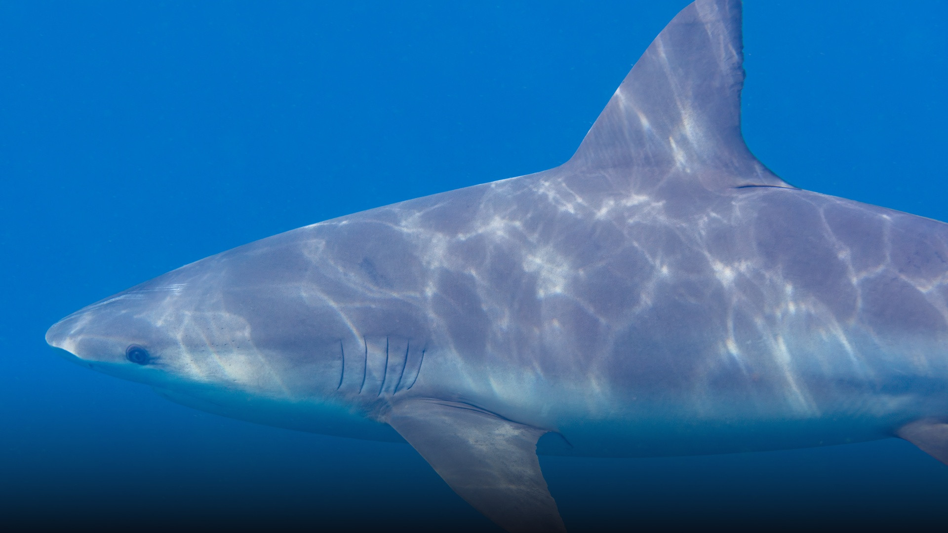 Muscular bull shark cruising through sunlit shallow coastal waters.