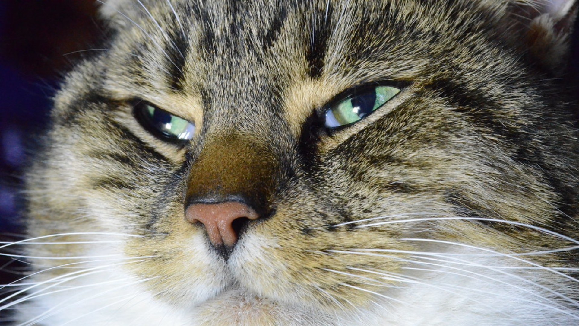 3. A Cat Nose Print Is As Unique As A Fingerprint