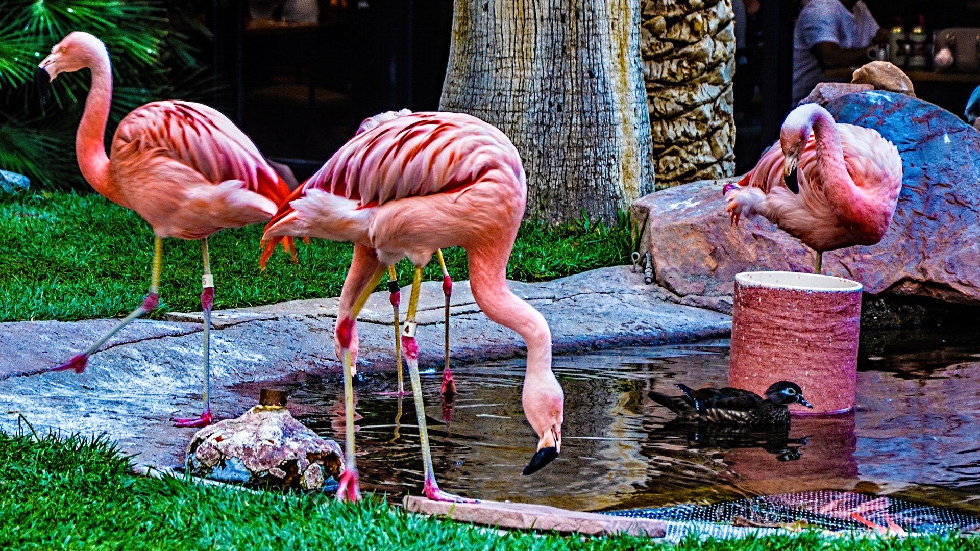 Flamingos gathered in the lagoon at the Flamingo resort