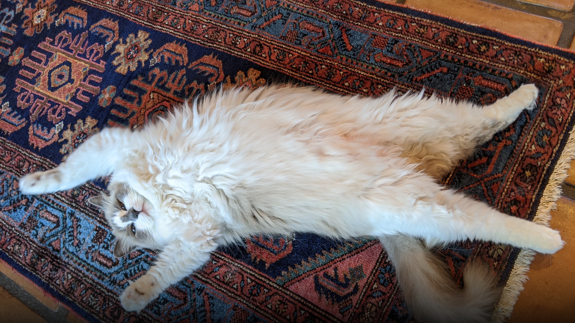 A seal point Ragdoll cat with intense blue eyes stretching out comfortably on a soft surface.