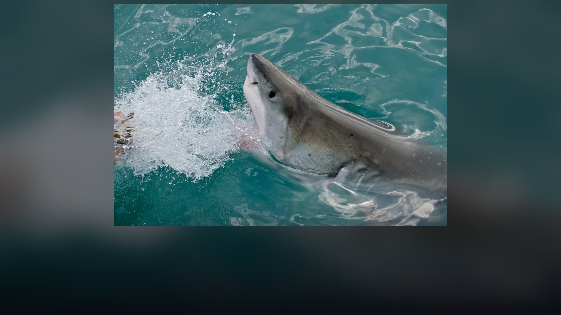A great white shark swimming powerfully through clear blue ocean water.