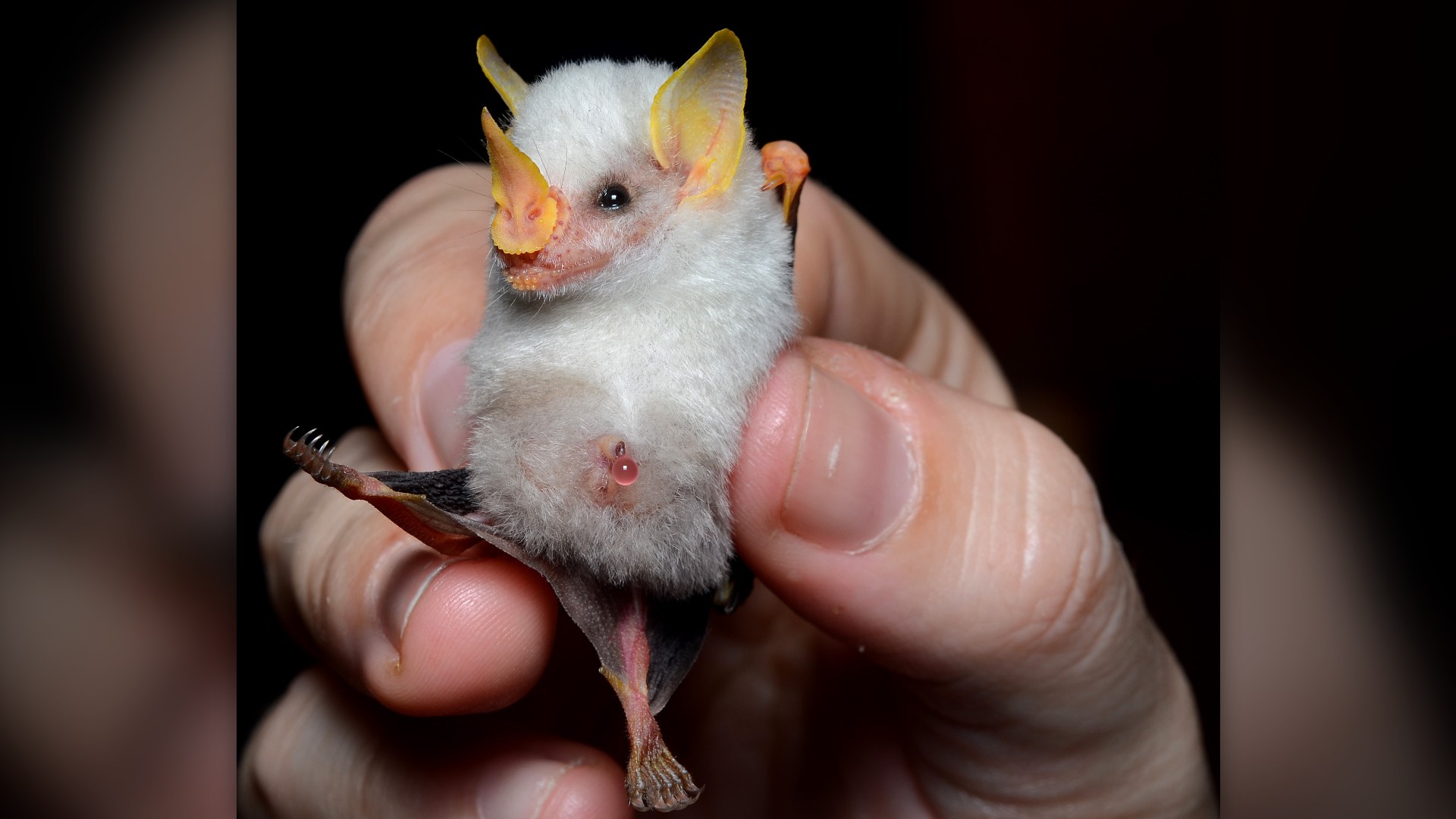 18. Honduran White Bat