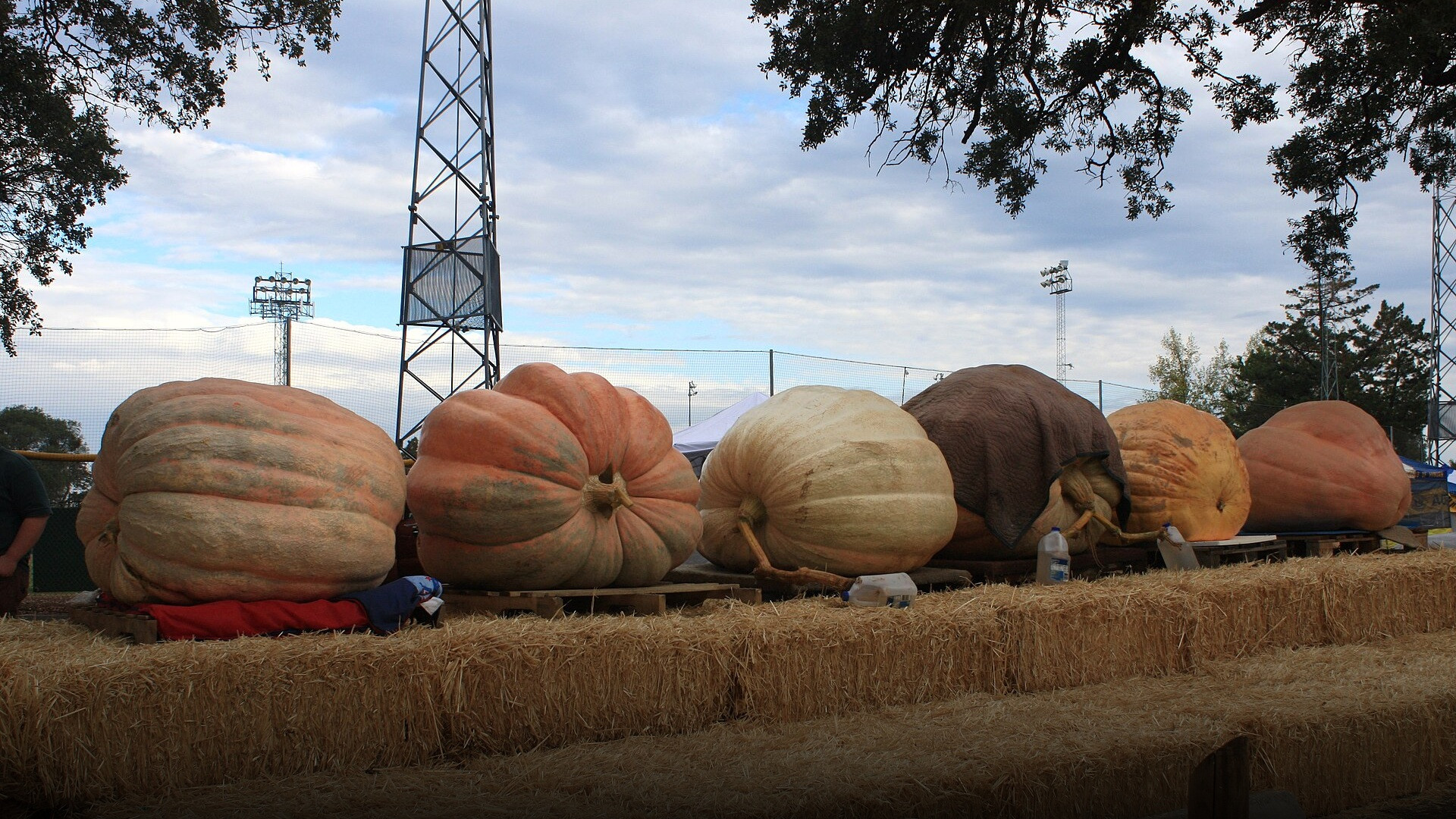 A lineup of massive, multi-ton Atlantic Giant pumpkins on wooden pallets at an agricultural fair.