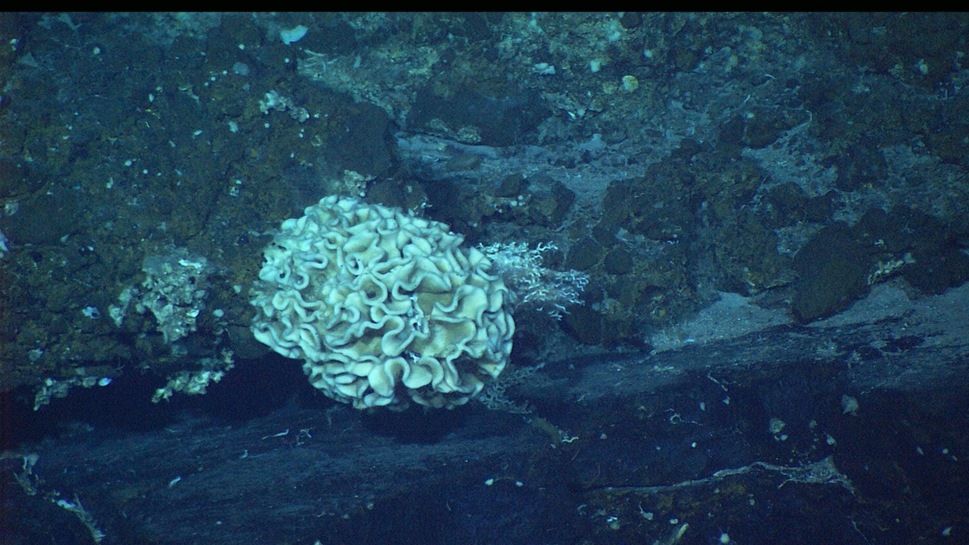 Delicate ruffled structure of a living giant xenophyophore resting on benthic basalt on the deep sea floor.