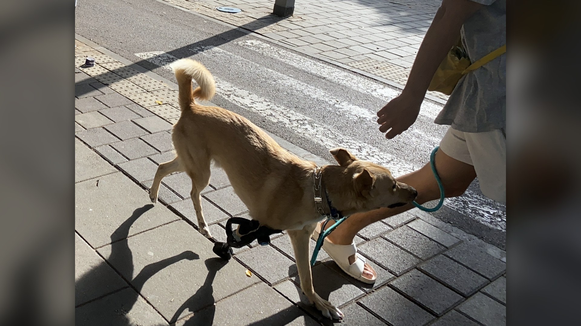 Dog walking outdoors with an articulated orthopedic joint support brace on hind leg