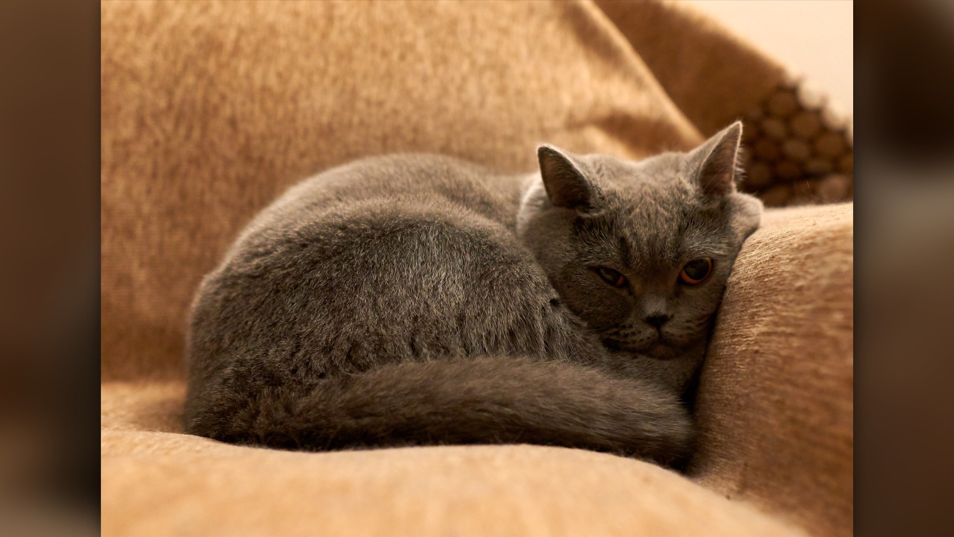 Blue-gray British Shorthair cat with copper eyes lounging on sofa