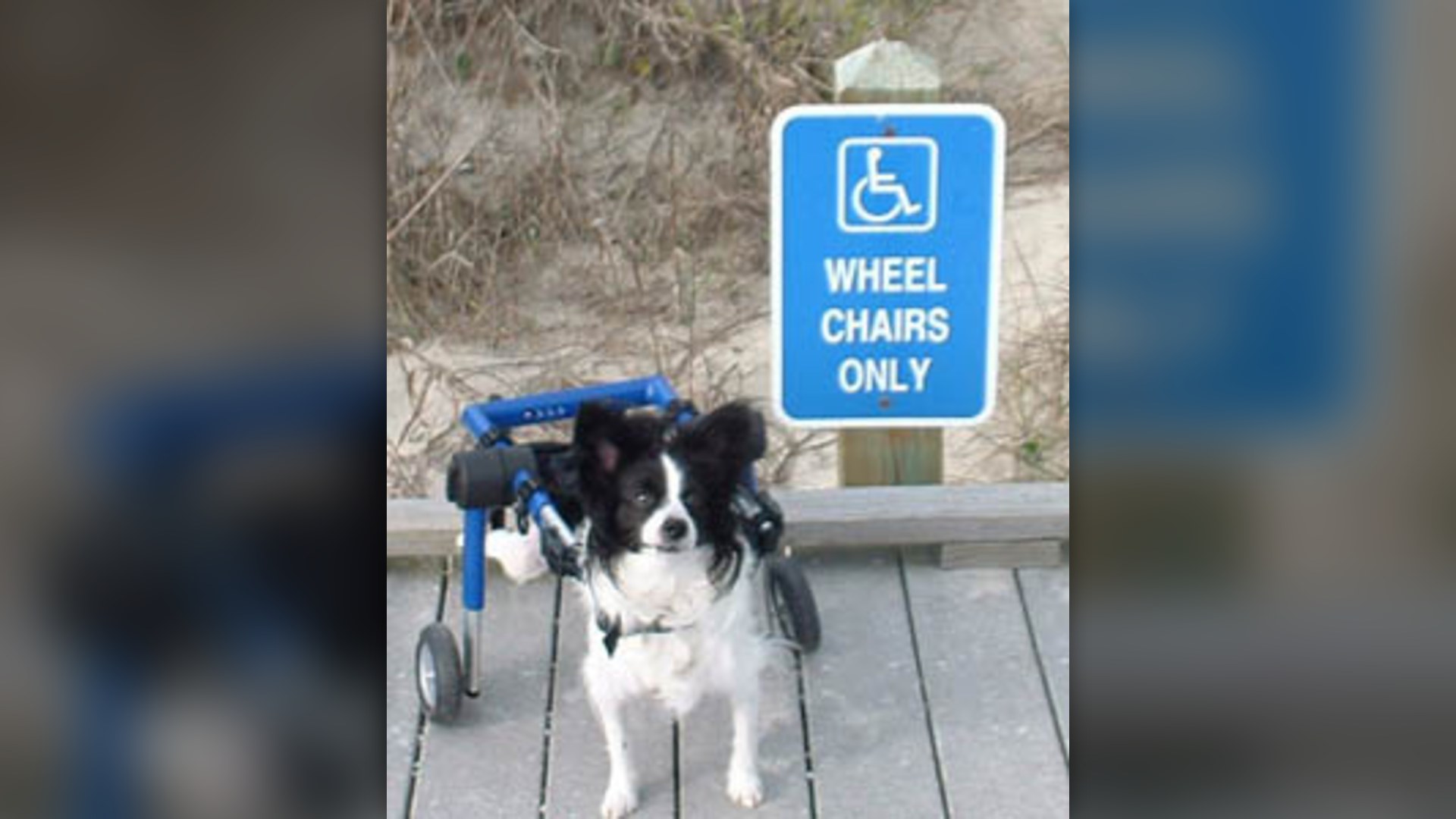 Paralyzed dog running on beach supported by Walkin Wheels orthopedic cart