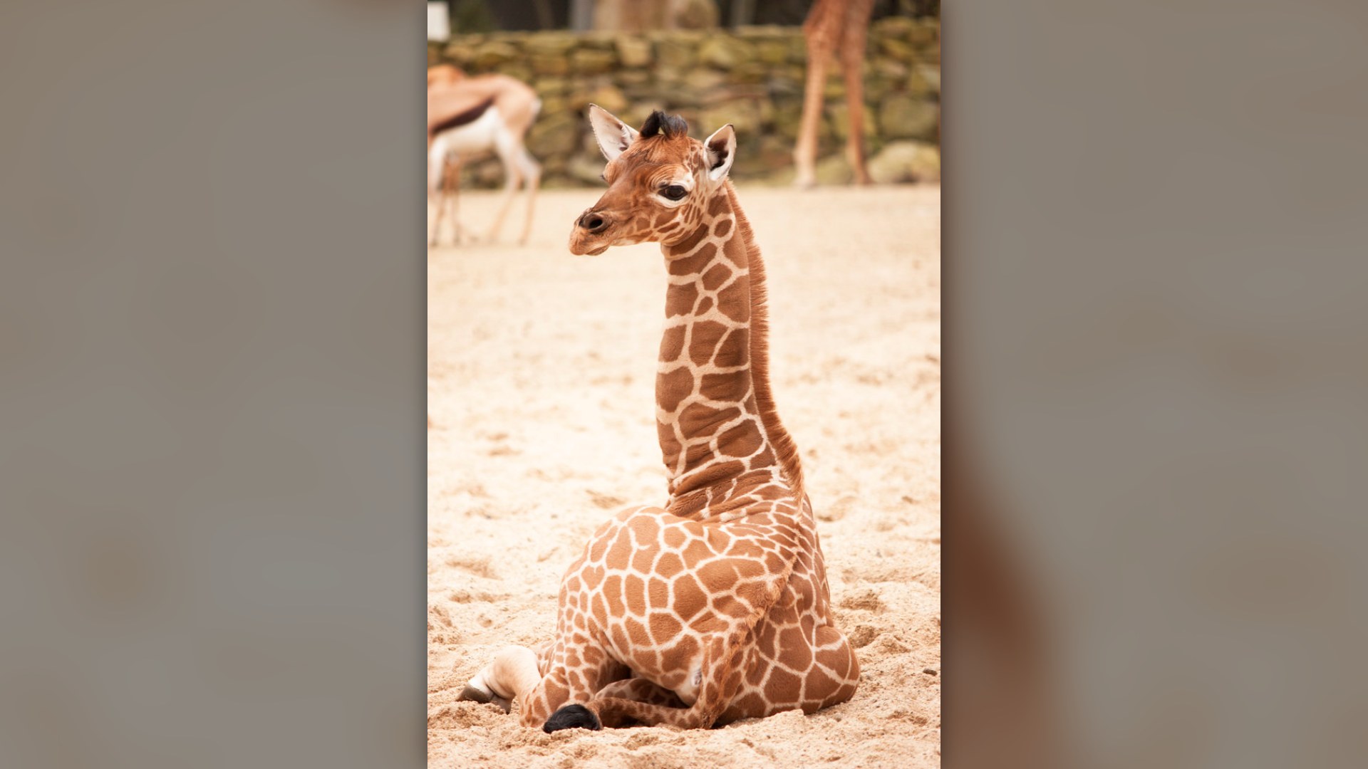 5. Baby Giraffe