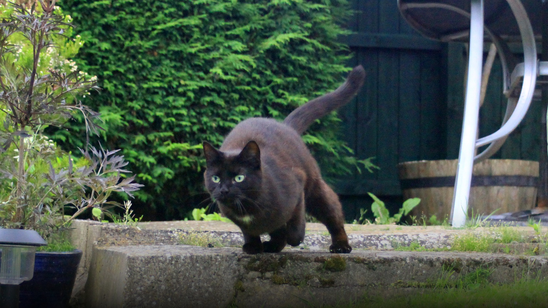 A domestic cat sprinting at high speed across a green meadow with paws outstretched in an aerodynamic dash.