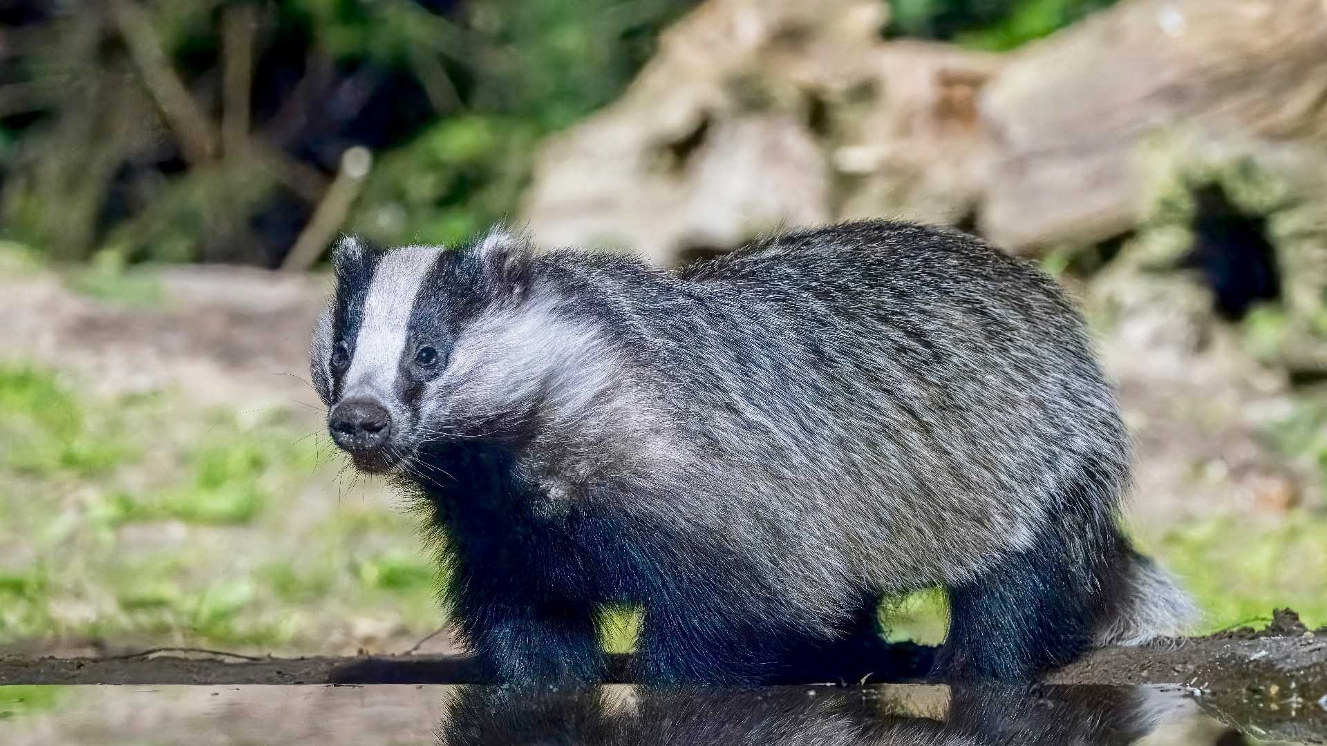 1. European Badger