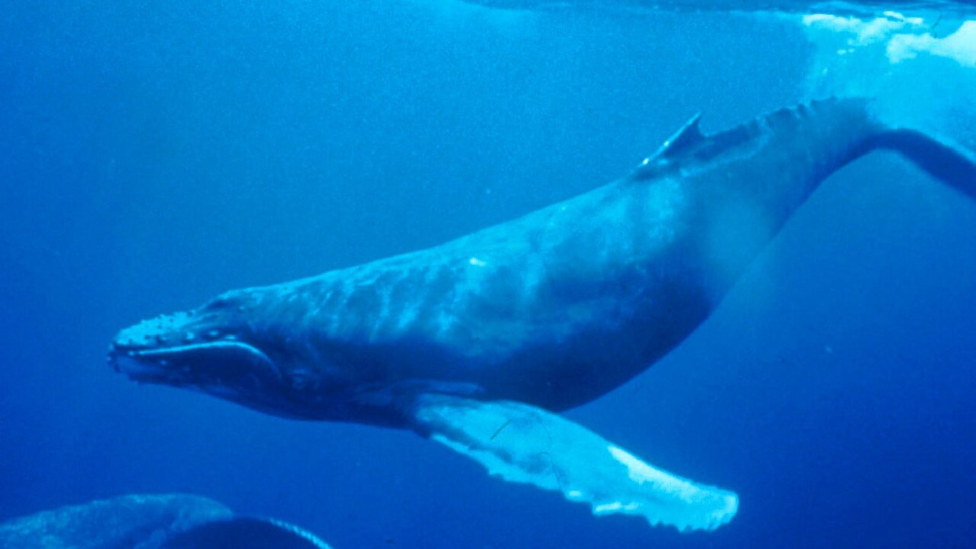 1. The 52-Hertz Whale's Solitary Song