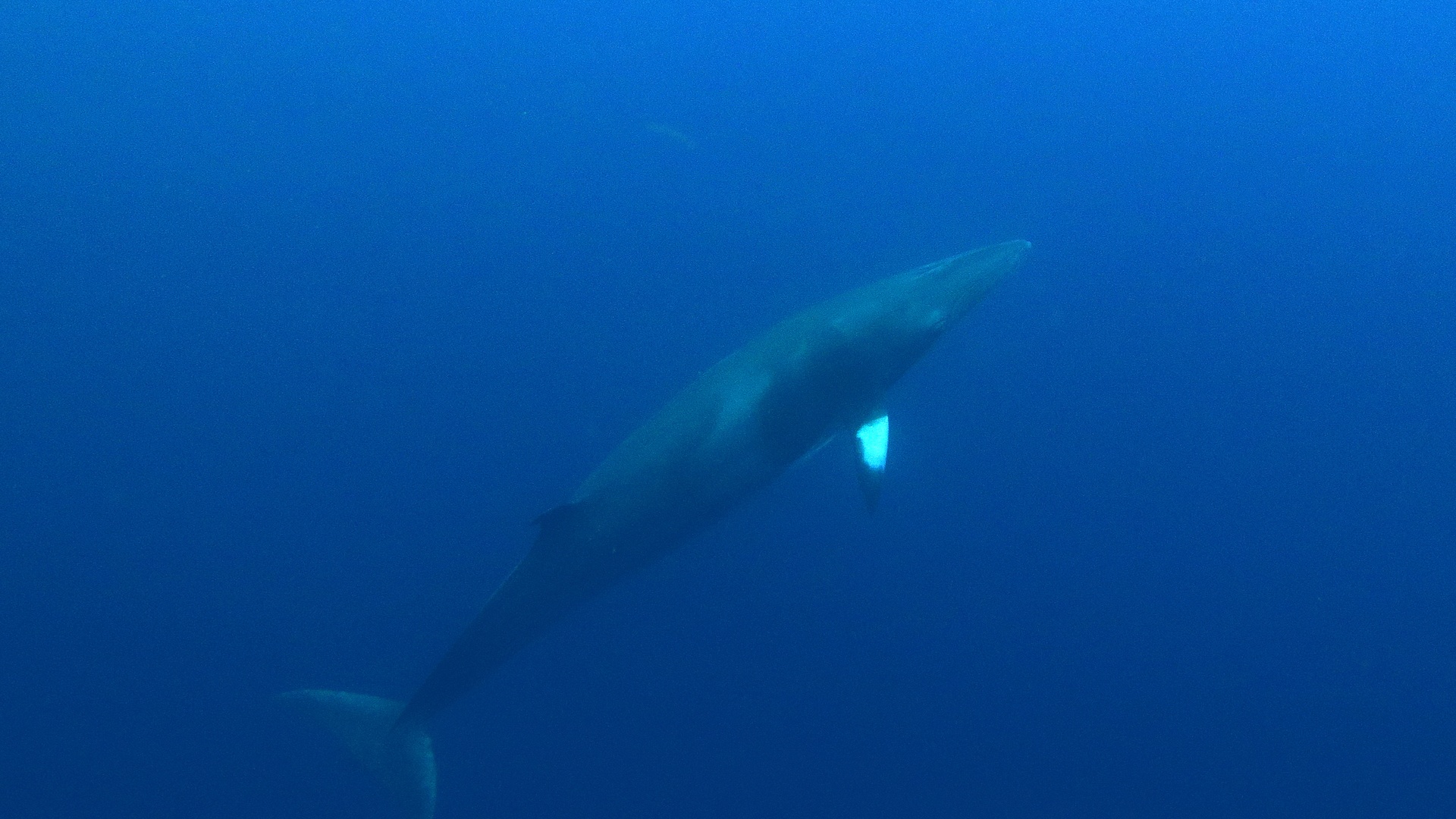 A minke whale dives diagonally into deep blue oceanic waters with its bright white pectoral fin catching light.