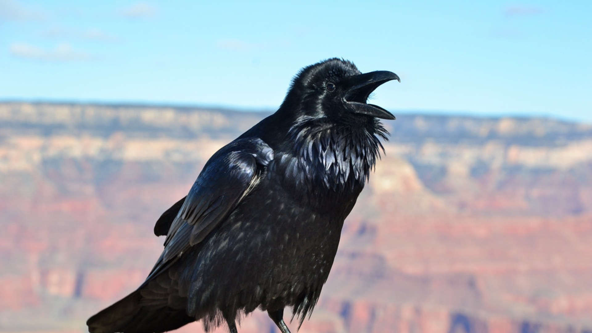 #9. The Crow