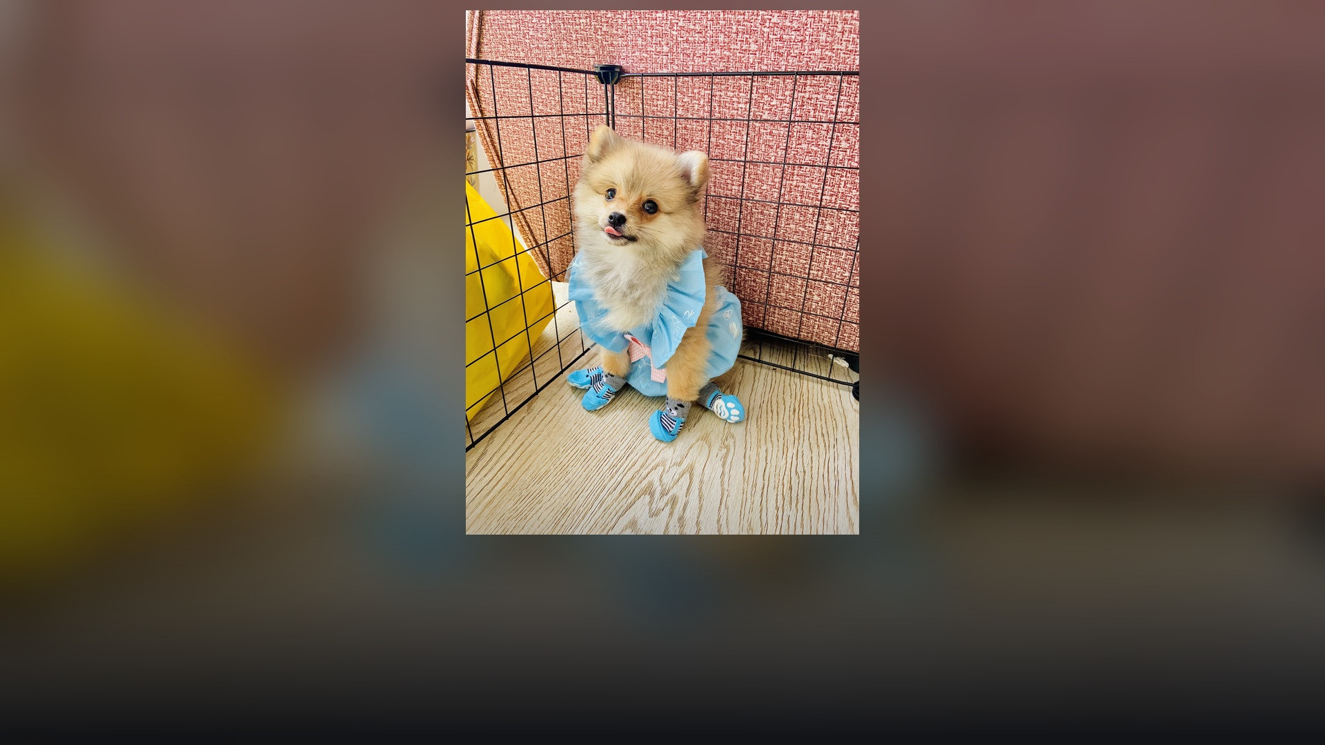 A purebred fluffy Pomeranian standing alert with a thick golden coat.