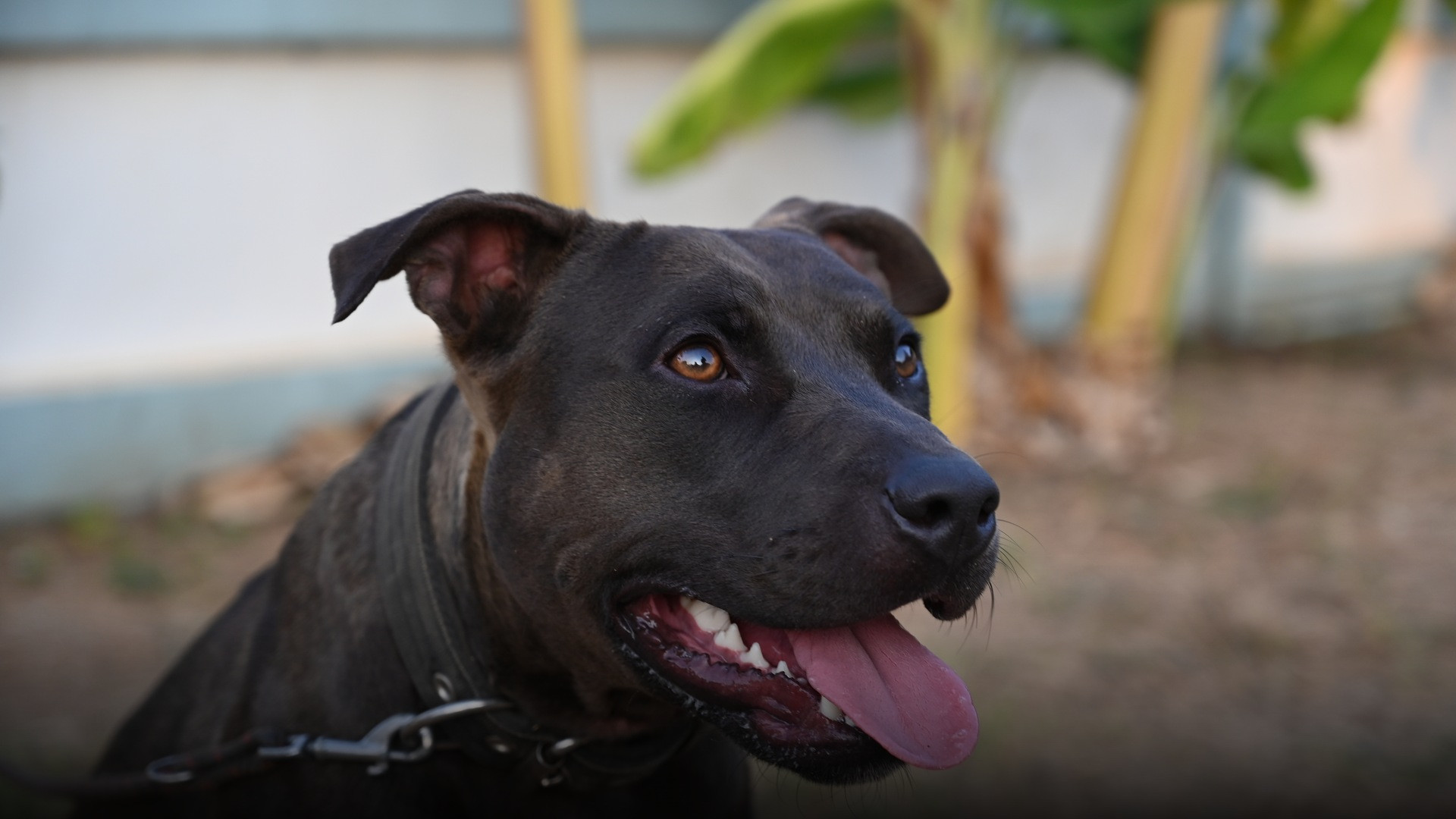 A joyful dog outdoors with mouth open in a big canine smile and tail wagging happily.