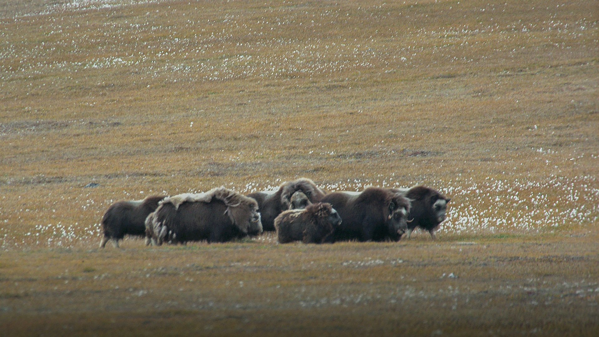 A massive shaggy muskox standing resilient in the vast Arctic tundra of Northeast Greenland National Park.