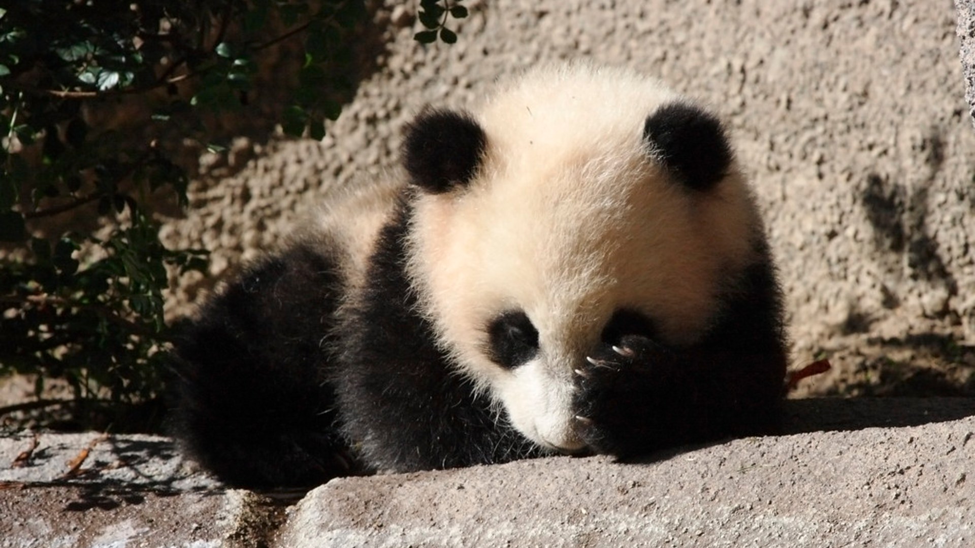 8. Giant Panda