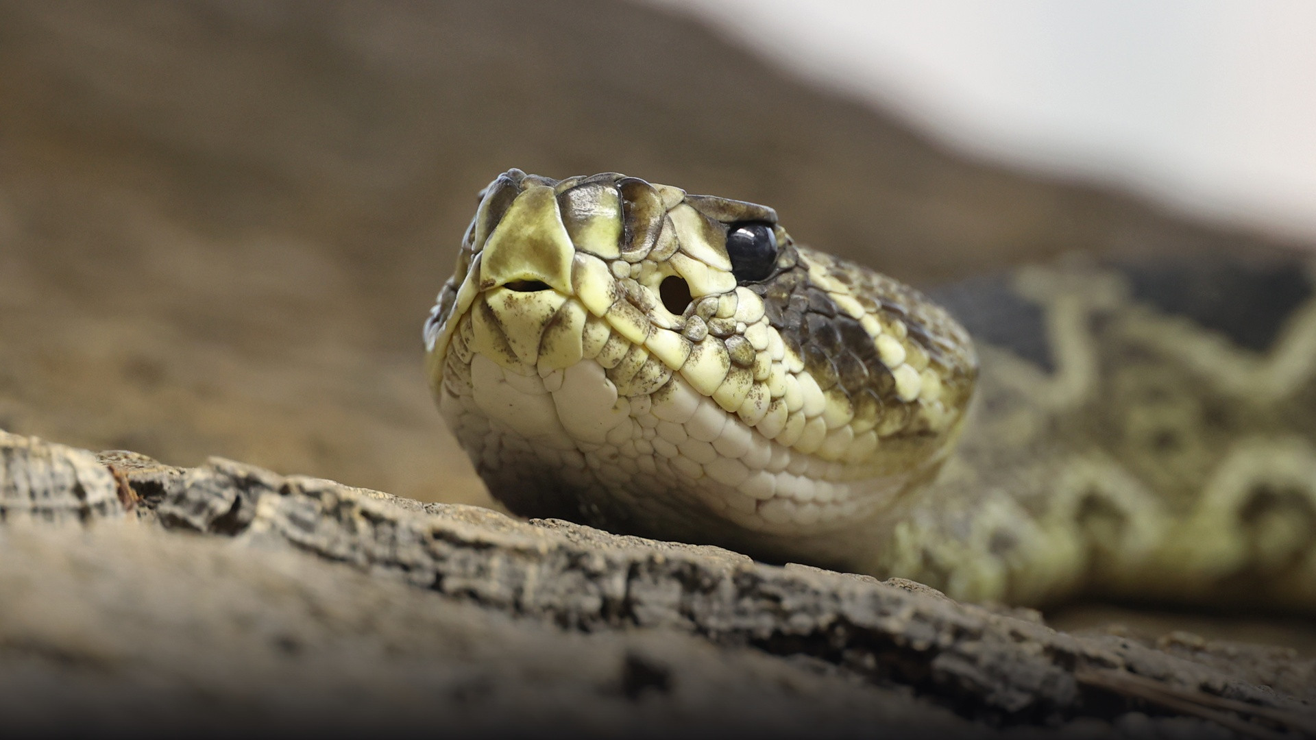 Heavy-bodied eastern diamondback rattlesnake coiled with its rattle erect in pine scrub.
