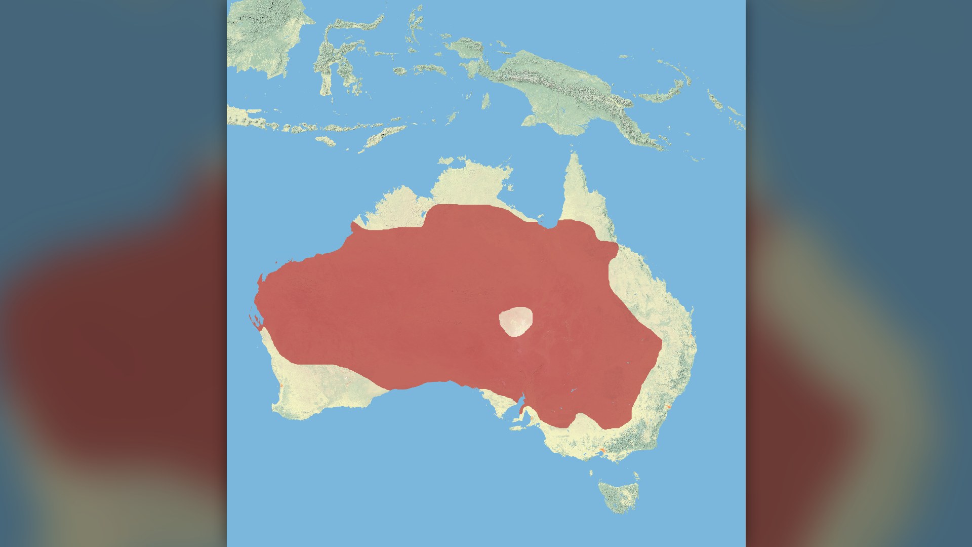 A muscular red kangaroo standing tall outdoors