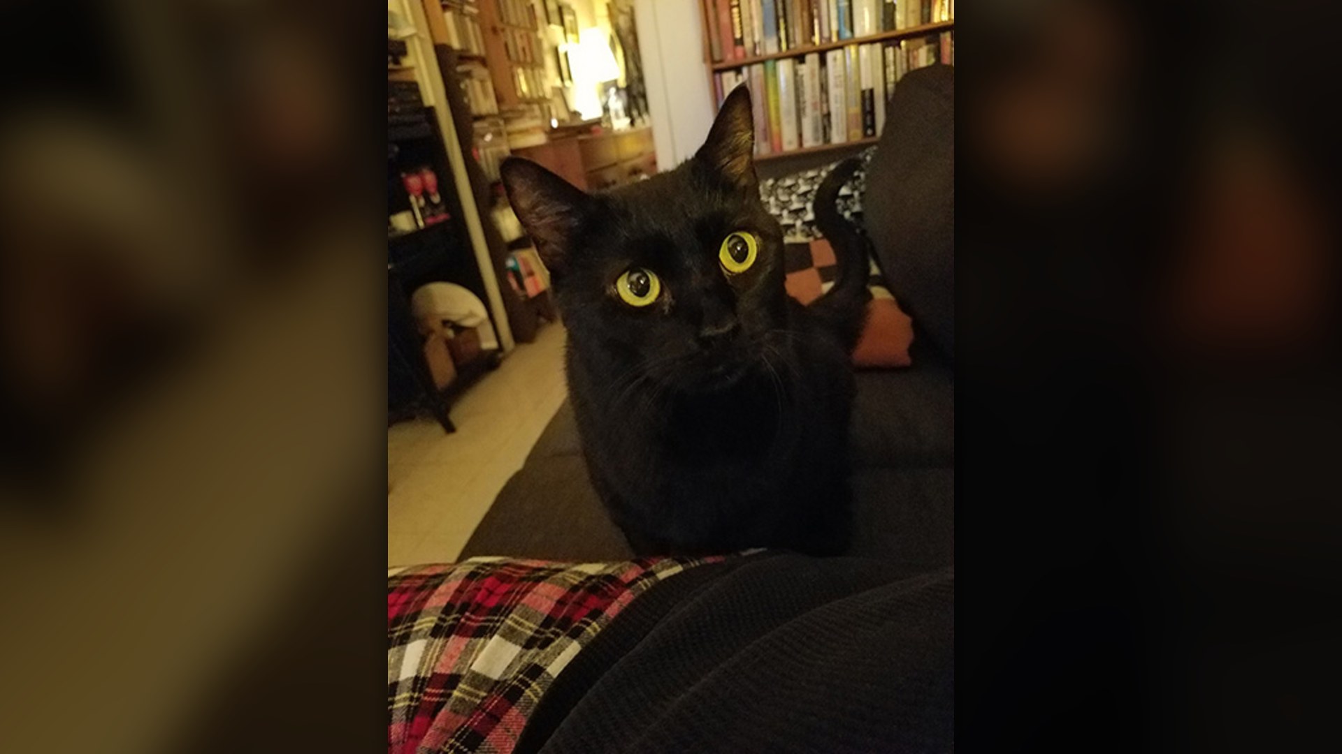 Midnight, a sleek black Bombay breed cat sitting attentively