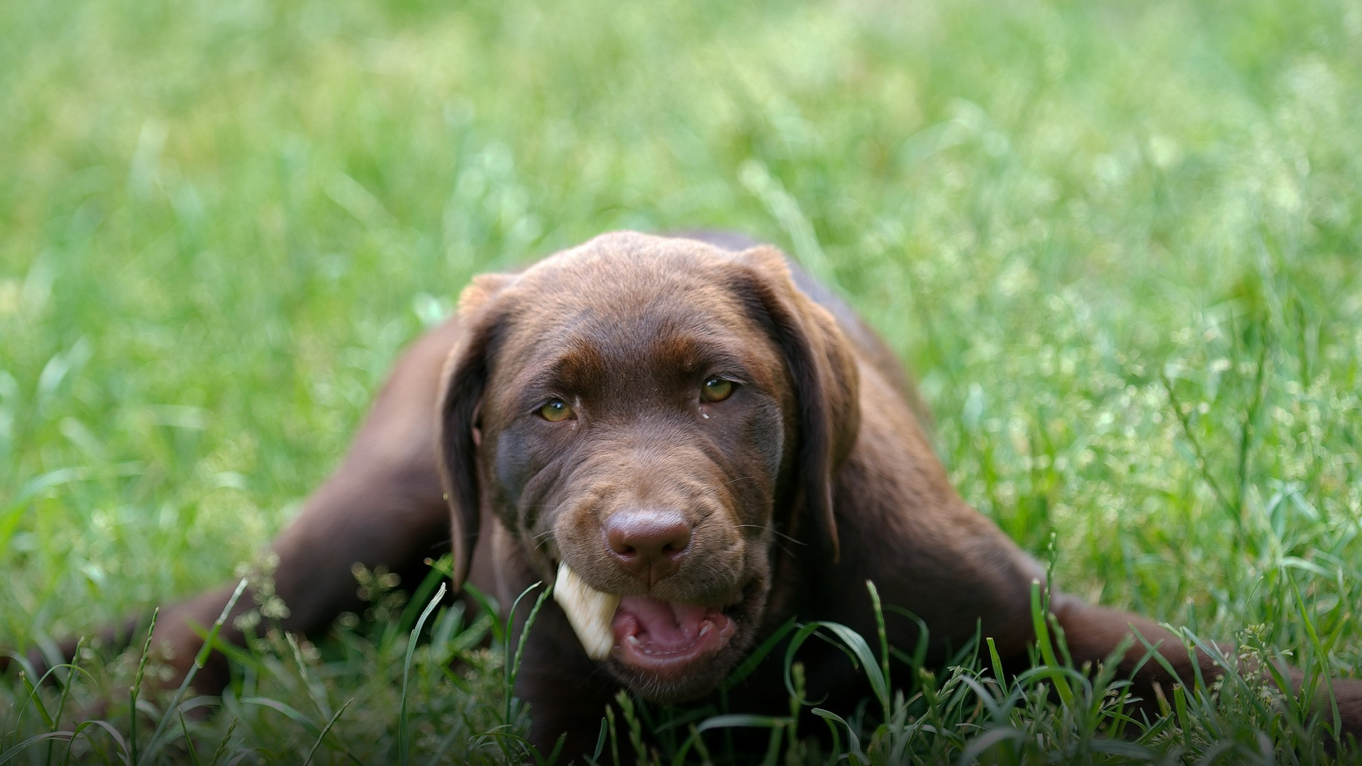 A 12-week-old purebred chocolate Labrador Retriever puppy sitting on green grass.