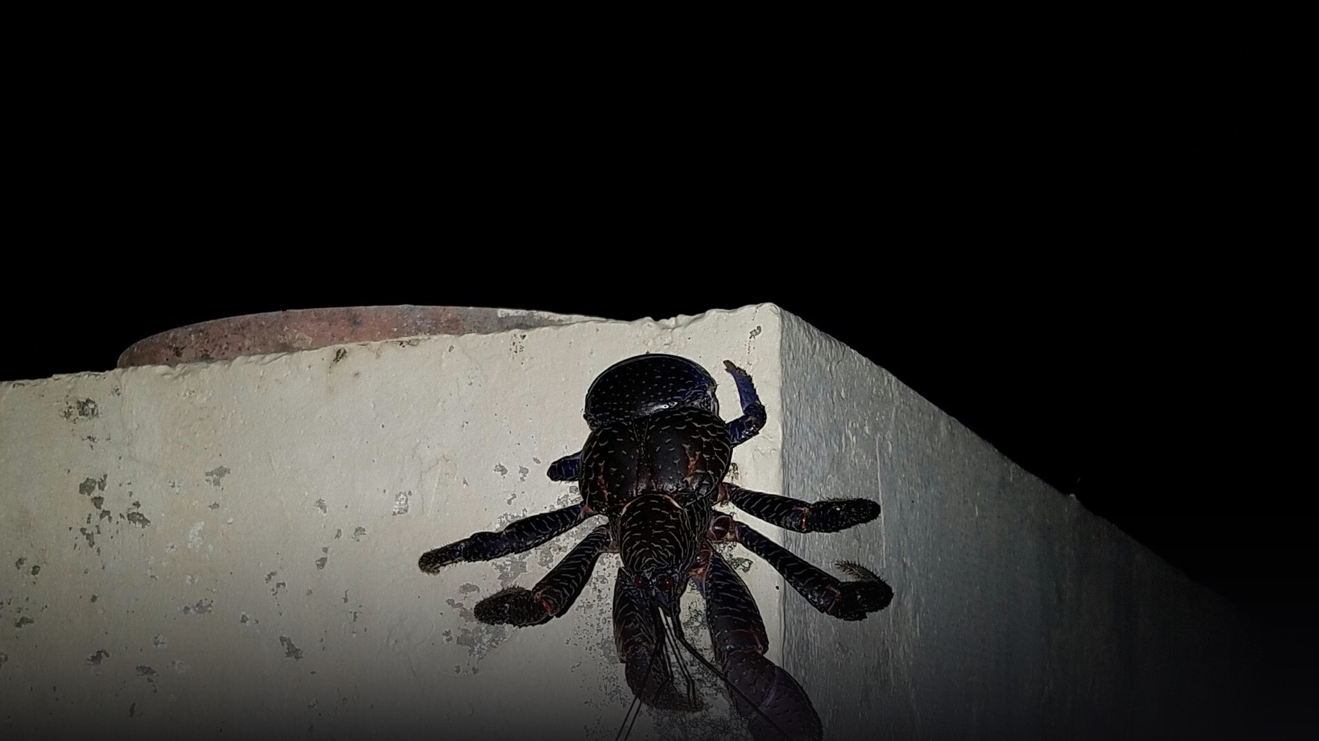 A large coconut crab displaying heavy armoured legs and powerful pinching claws on the ground.