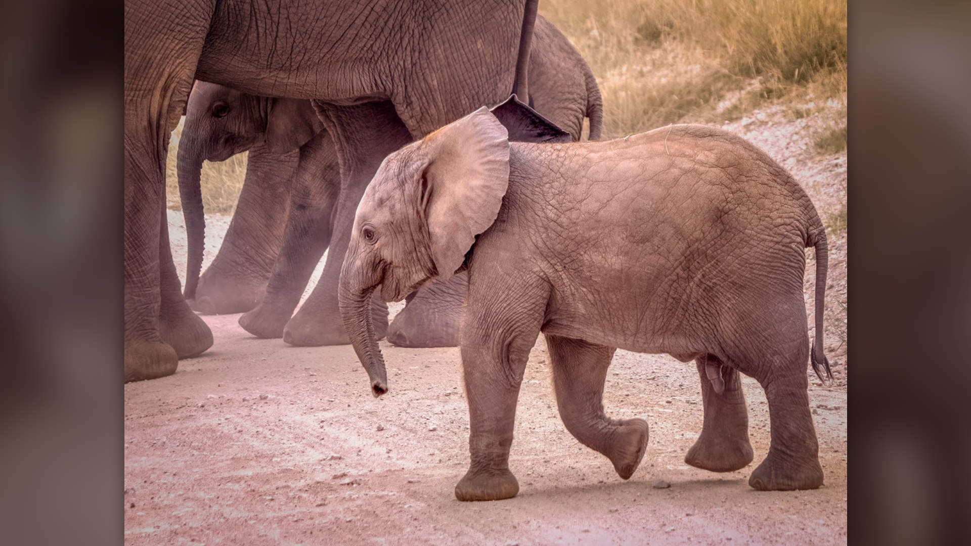 9. Baby Elephant