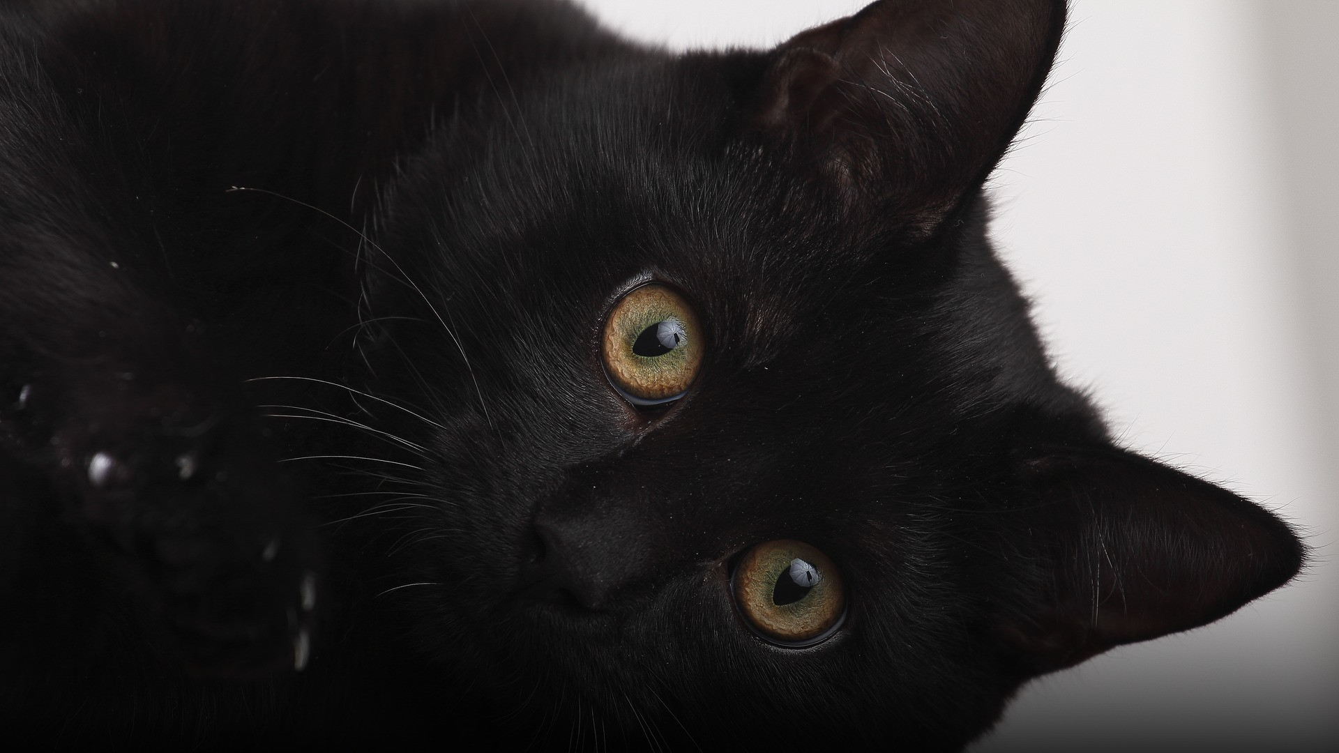 A luxurious, sleek black cat with luminous yellow-green eyes sitting elegantly against a dark backdrop.