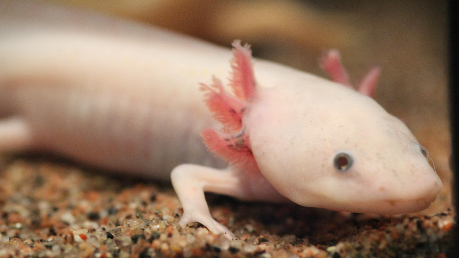 2. Mexican Axolotl